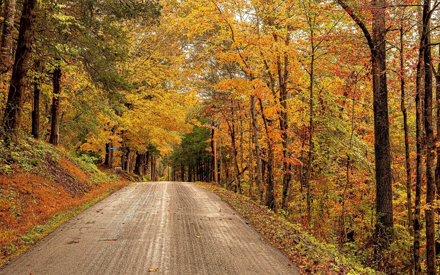 Обои дорога, деревья, лес, осень, сша, штат виргиния, road, trees, forest, autumn, usa, virginia разрешение 2048x1295 Загрузить