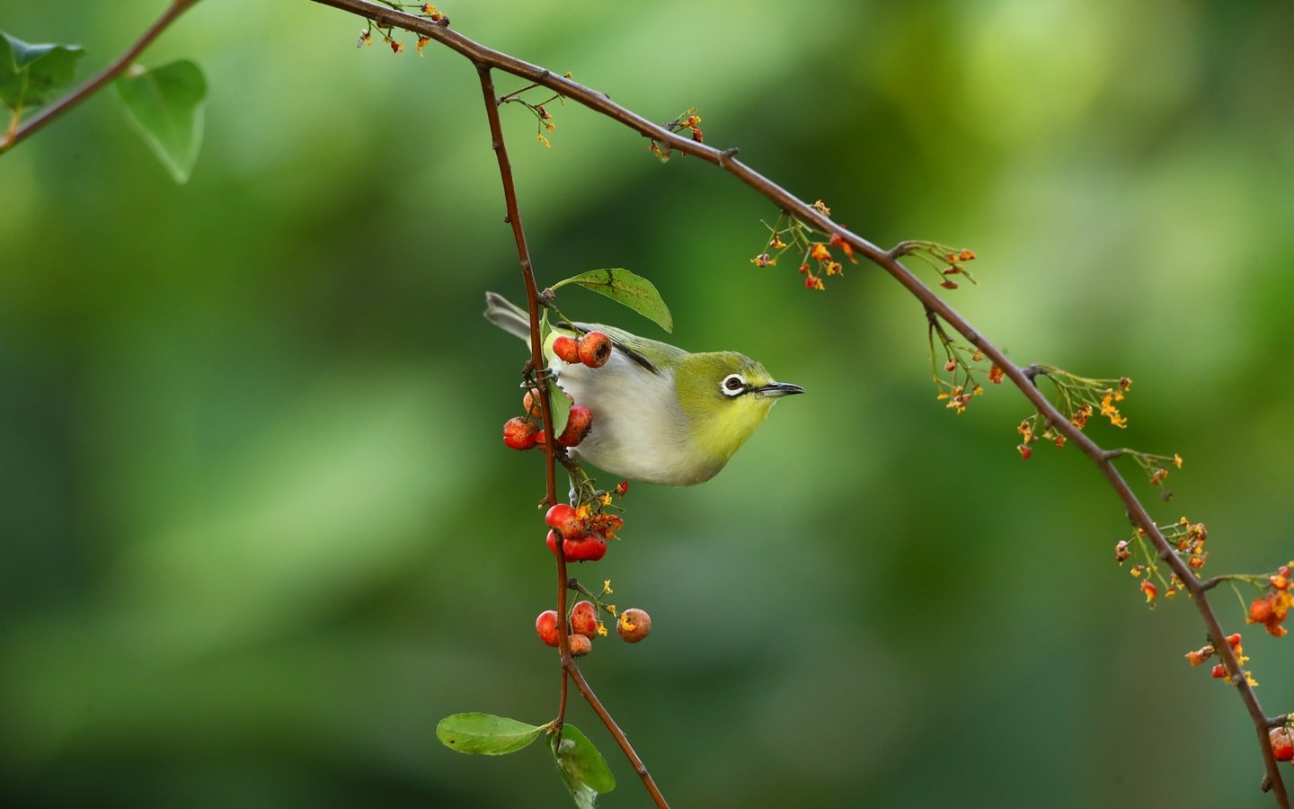 Обои ветка, природа, птица, ягоды, белый глаз, branch, nature, bird, berries, white eye разрешение 2048x1365 Загрузить