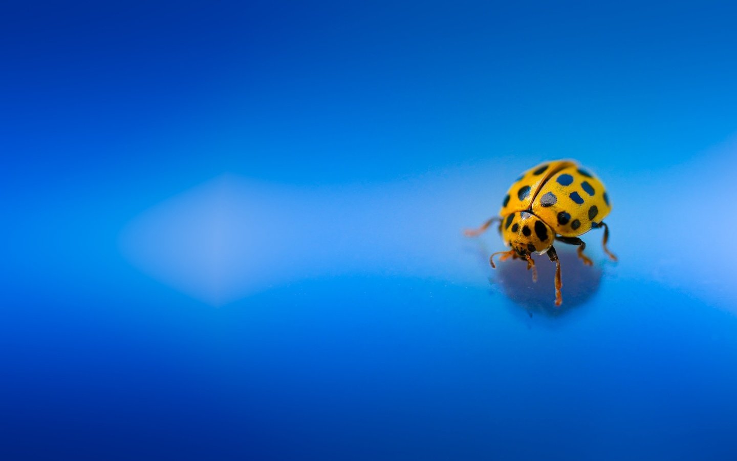 Обои жук, макро, насекомое, божья коровка, голубой фон, beetle, macro, insect, ladybug, blue background разрешение 2048x1365 Загрузить