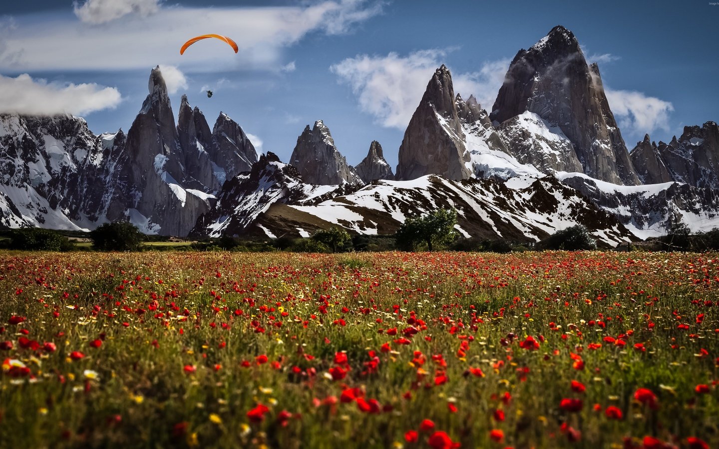 Обои цветы, горы, швейцария, маки, луга, парапланерист, flowers, mountains, switzerland, maki, meadows, paraglider разрешение 3840x2160 Загрузить