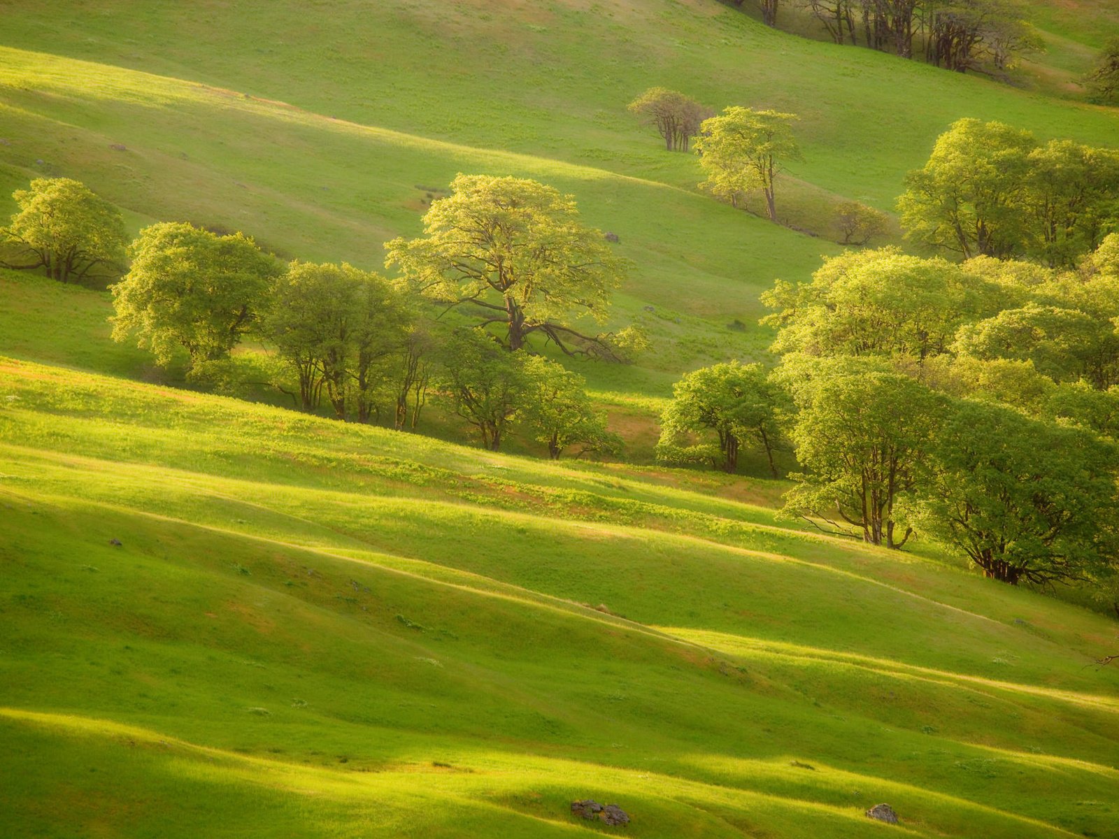 Обои трава, деревья, зелень, склон, холм, grass, trees, greens, slope, hill разрешение 2000x1333 Загрузить