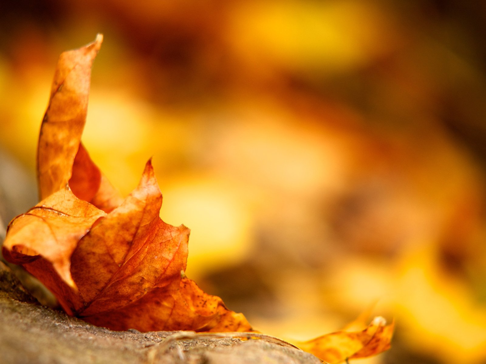 Обои земля, желтый, листок, осень, лист, earth, yellow, leaf, autumn, sheet разрешение 2560x1600 Загрузить