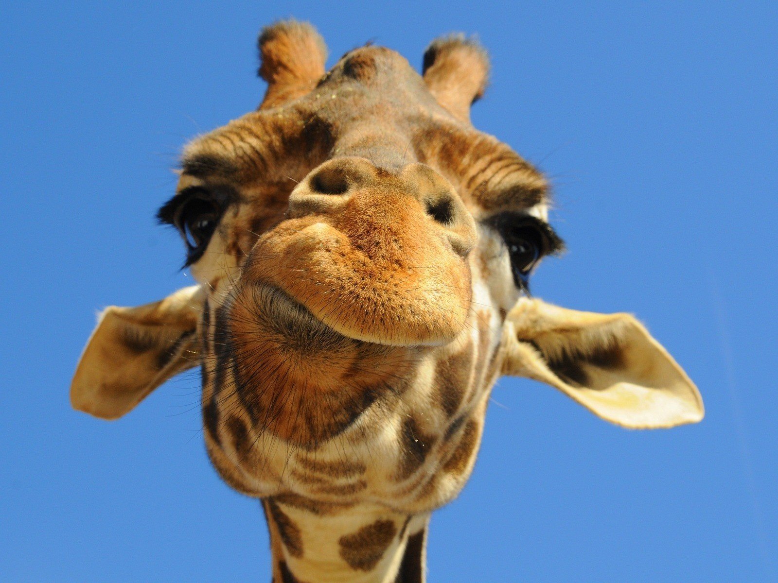 Обои морда, небо, животное, жираф, face, the sky, animal, giraffe разрешение 1920x1200 Загрузить