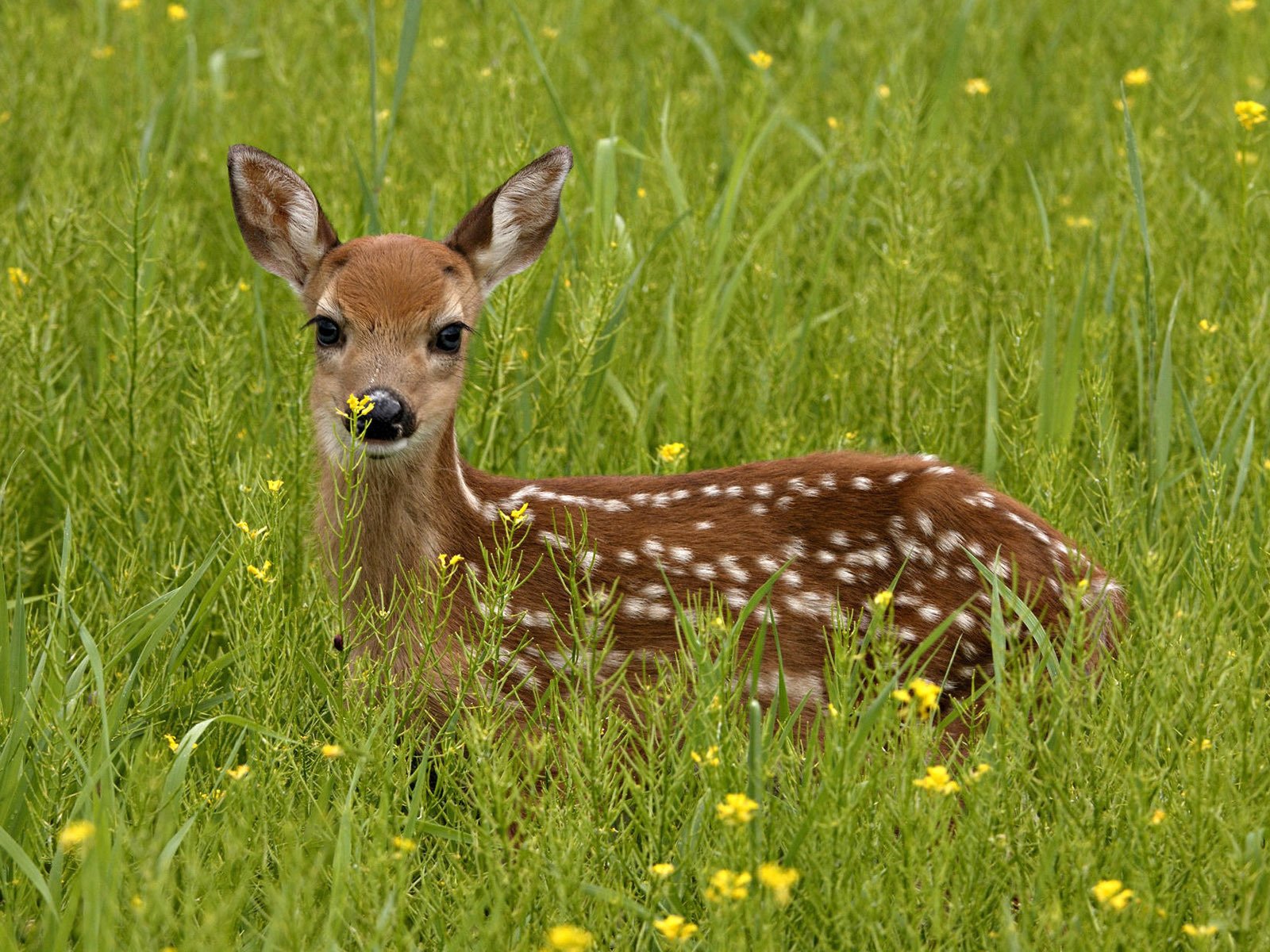 Обои трава, зелень, олень, взгляд, grass, greens, deer, look разрешение 1920x1200 Загрузить