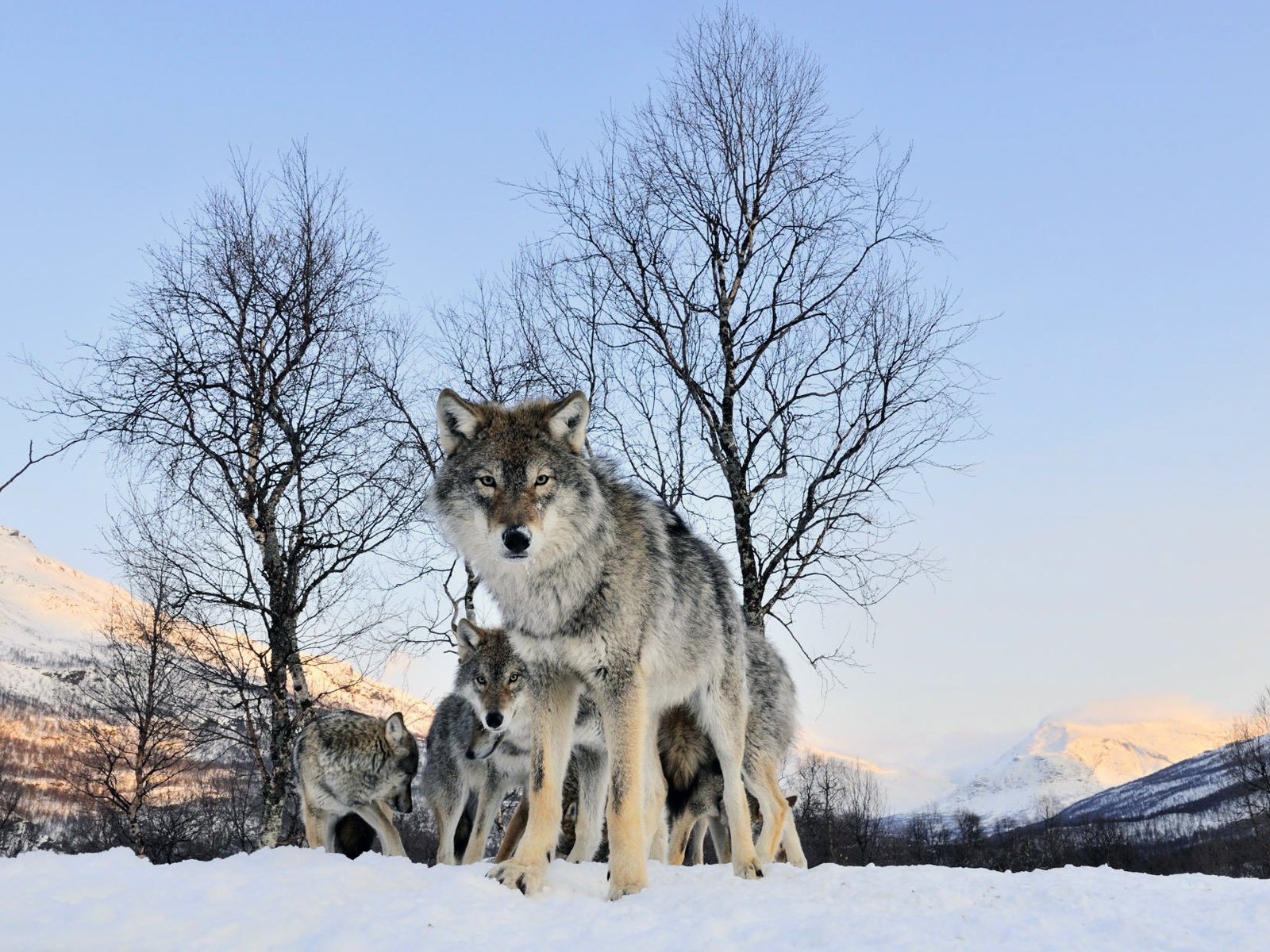 Обои зима, взгляд, волк, winter, look, wolf разрешение 1920x1200 Загрузить