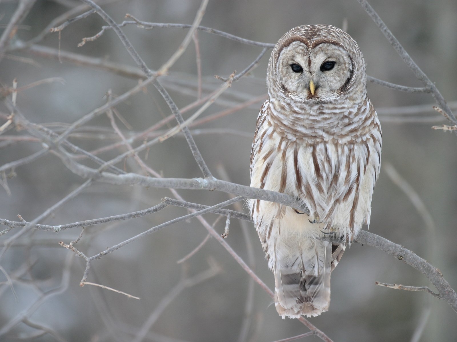 Обои сова, дерево, зима, ветви, осень, серый, owl, tree, winter, branch, autumn, grey разрешение 3072x2048 Загрузить