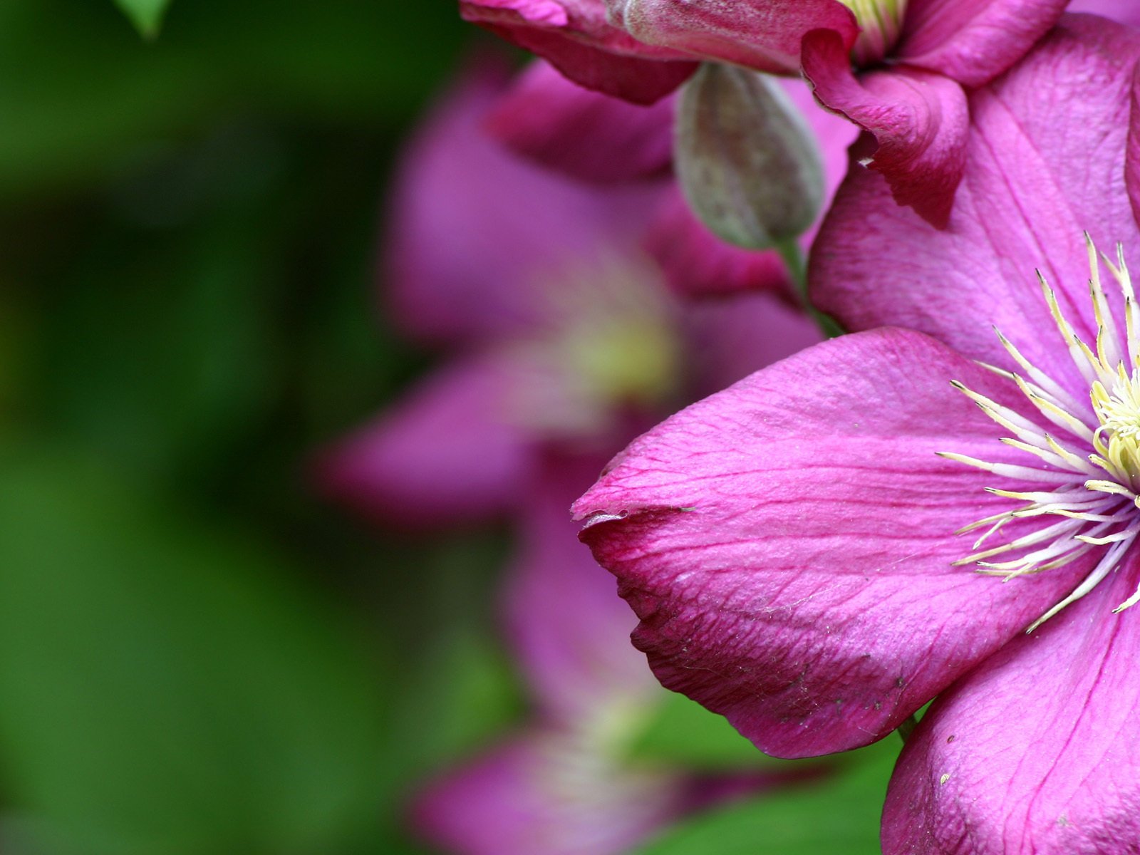 Обои цветы, макро, размытость, клематис, ломонос, flowers, macro, blur, clematis разрешение 1920x1200 Загрузить