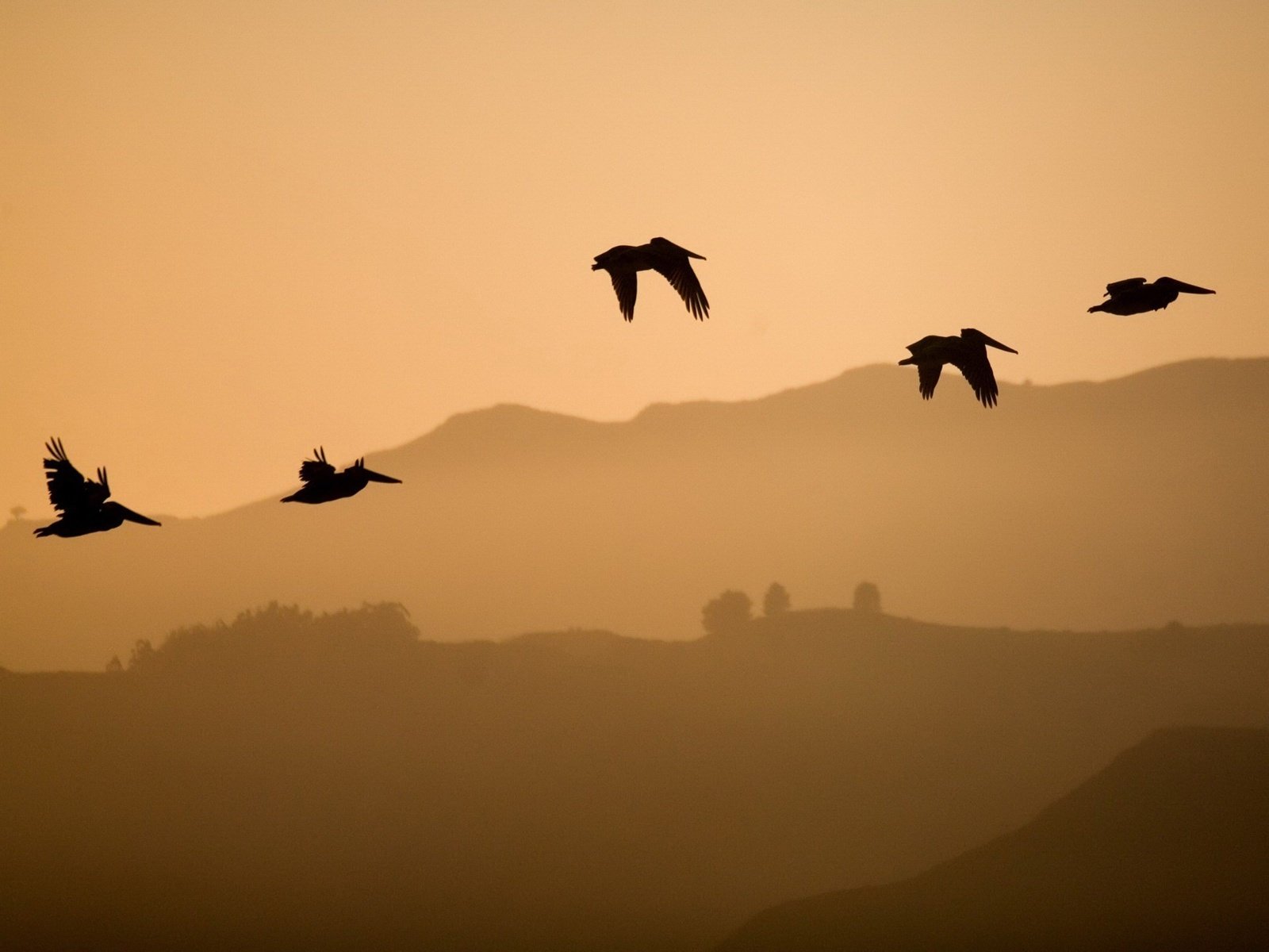 Обои холмы, полет, птицы, hills, flight, birds разрешение 1920x1440 Загрузить