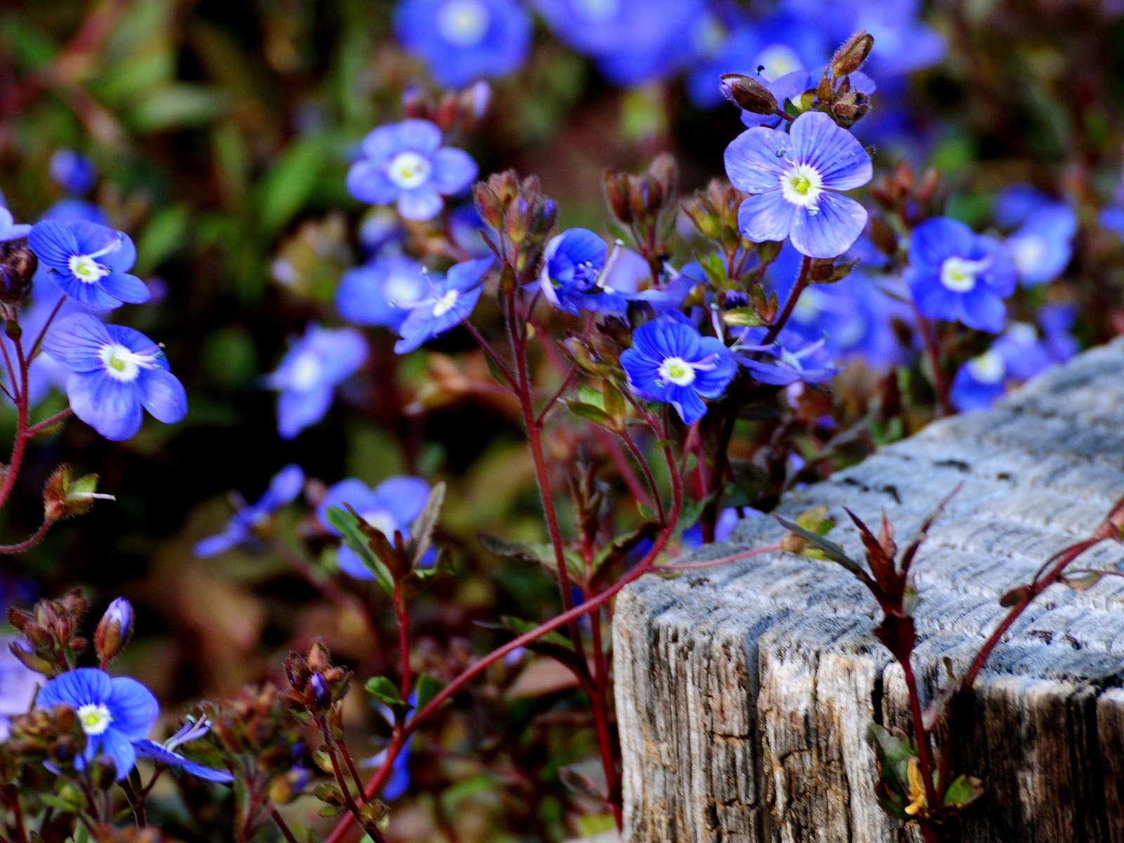 Обои цветы, незабудки, голубые, цветочки, маленькие, голубенькие, flowers, forget-me-nots, blue, small разрешение 2560x1600 Загрузить