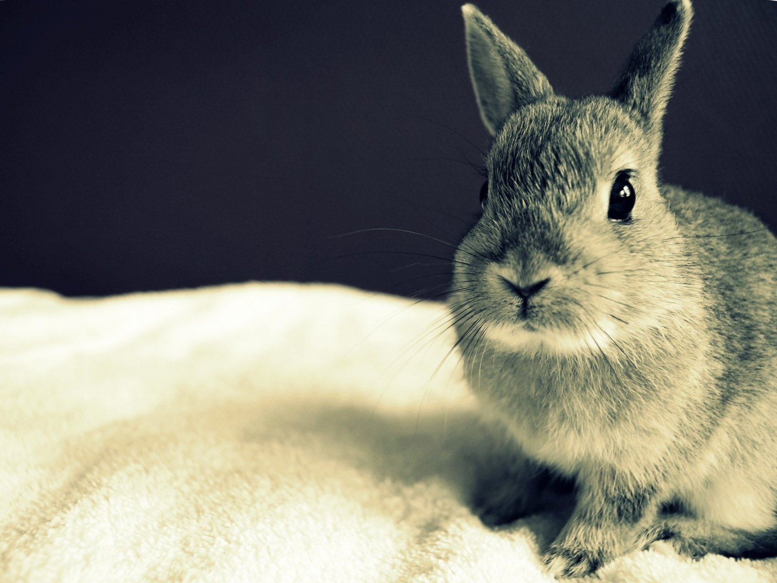 Обои глаза, серый, кролик, уши, eyes, grey, rabbit, ears разрешение 1920x1440 Загрузить