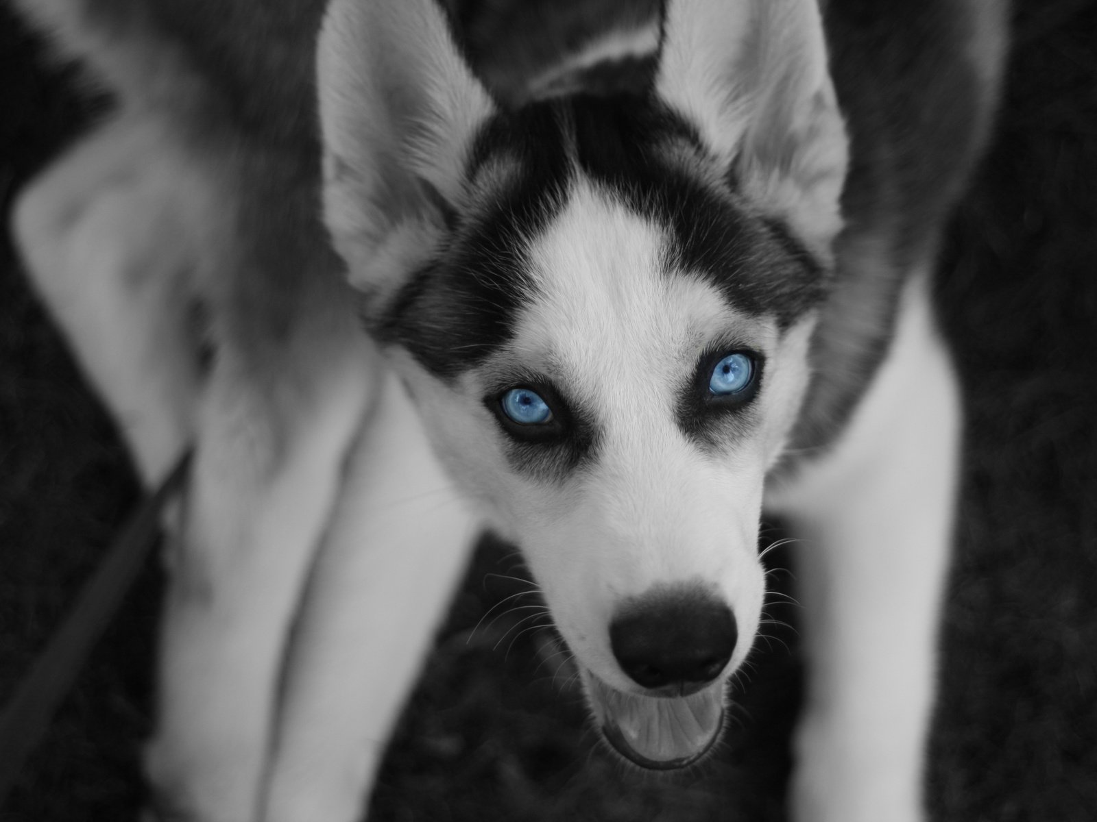 Обои глаза, хаски, север, пес, eyes, husky, north, dog разрешение 3888x2592 Загрузить