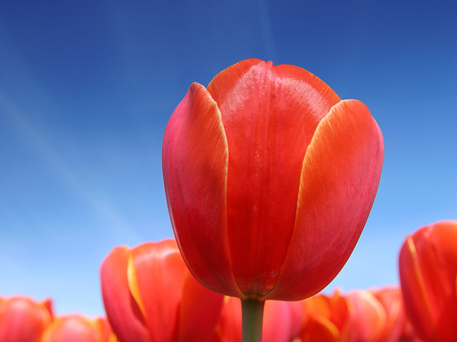 Обои небо, красный, тюльпаны, the sky, red, tulips разрешение 1920x1200 Загрузить