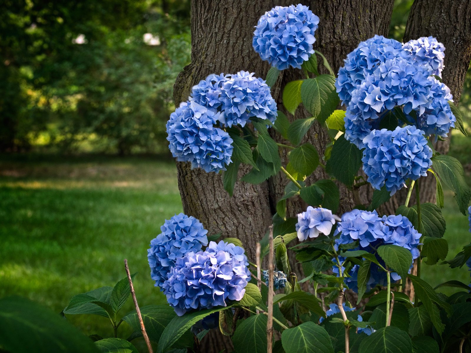 Обои цветение, зелень, парк, кустарник, гортензия, flowering, greens, park, shrub, hydrangea разрешение 1920x1200 Загрузить