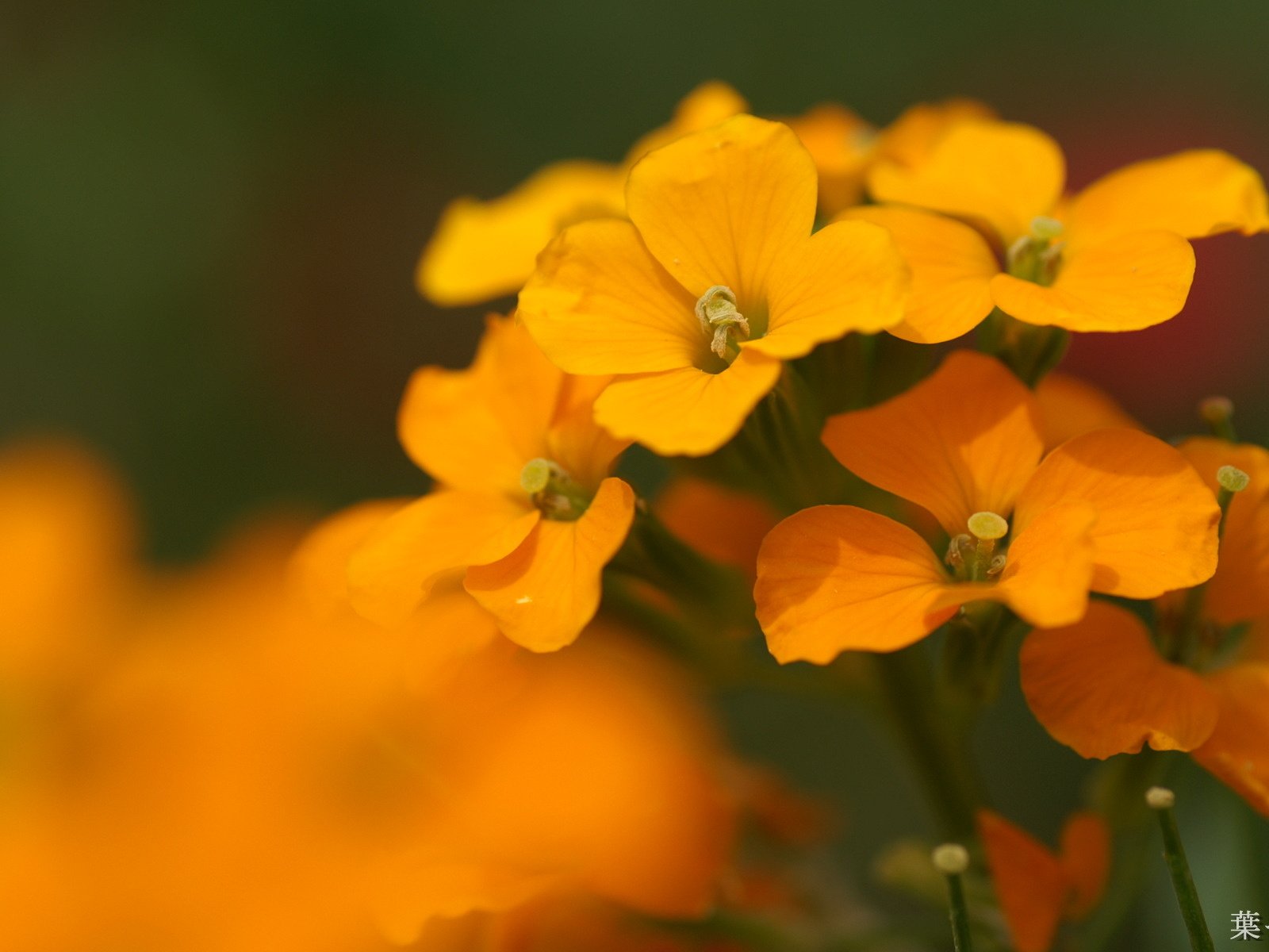 Обои цветы, лепестки, тычинки, оранжевые, лакфиоль, желтушник, flowers, petals, stamens, orange разрешение 1920x1200 Загрузить