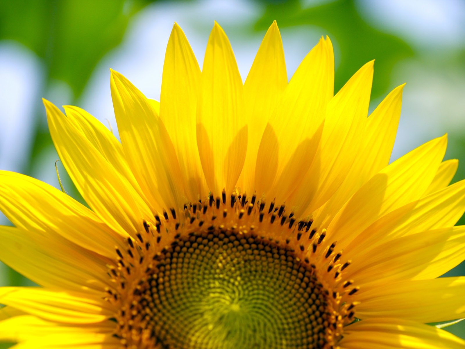 Обои лето, подсолнух, summer, sunflower разрешение 1920x1200 Загрузить