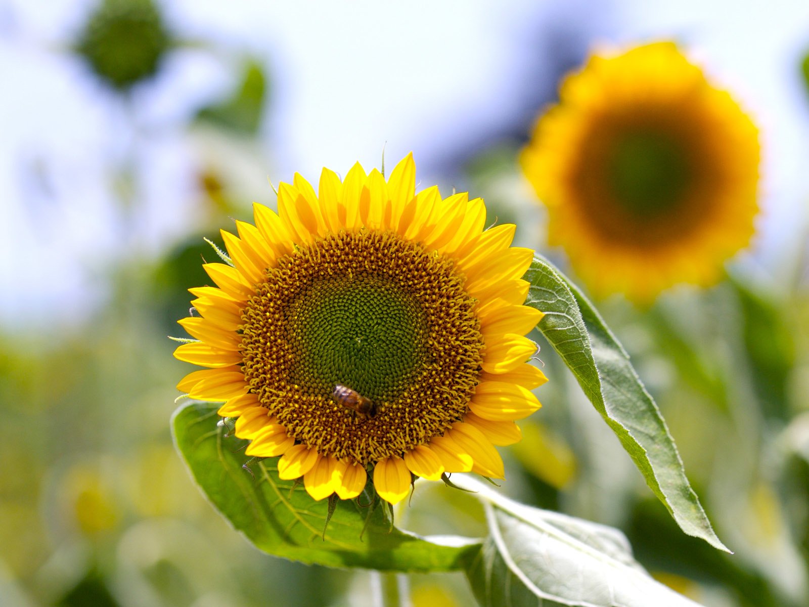 Обои цветы, подсолнухи, пчела, flowers, sunflowers, bee разрешение 1920x1200 Загрузить