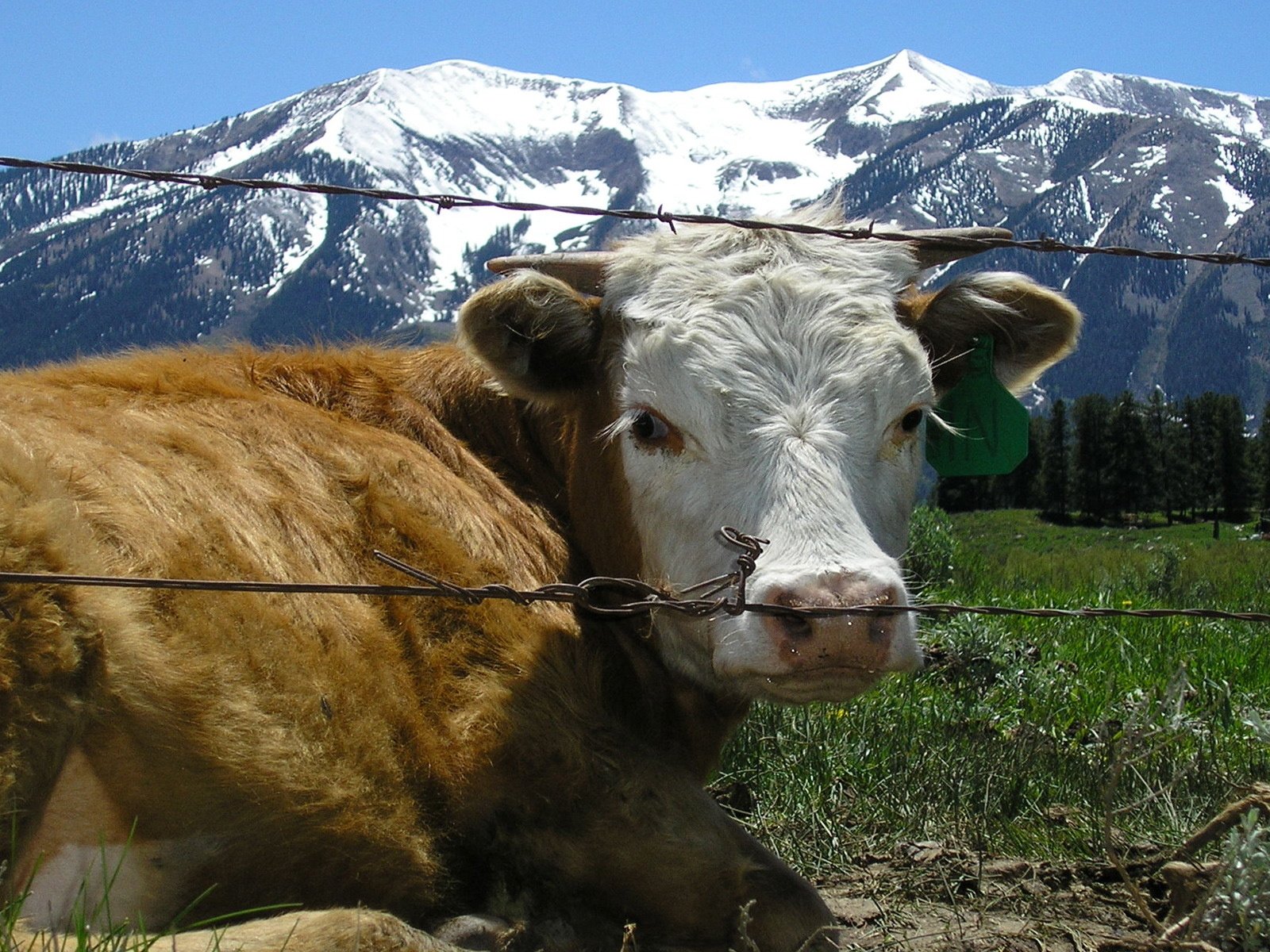 Обои трава, горы, проволока, ограждение, корова, grass, mountains, wire, the fence, cow разрешение 1920x1200 Загрузить