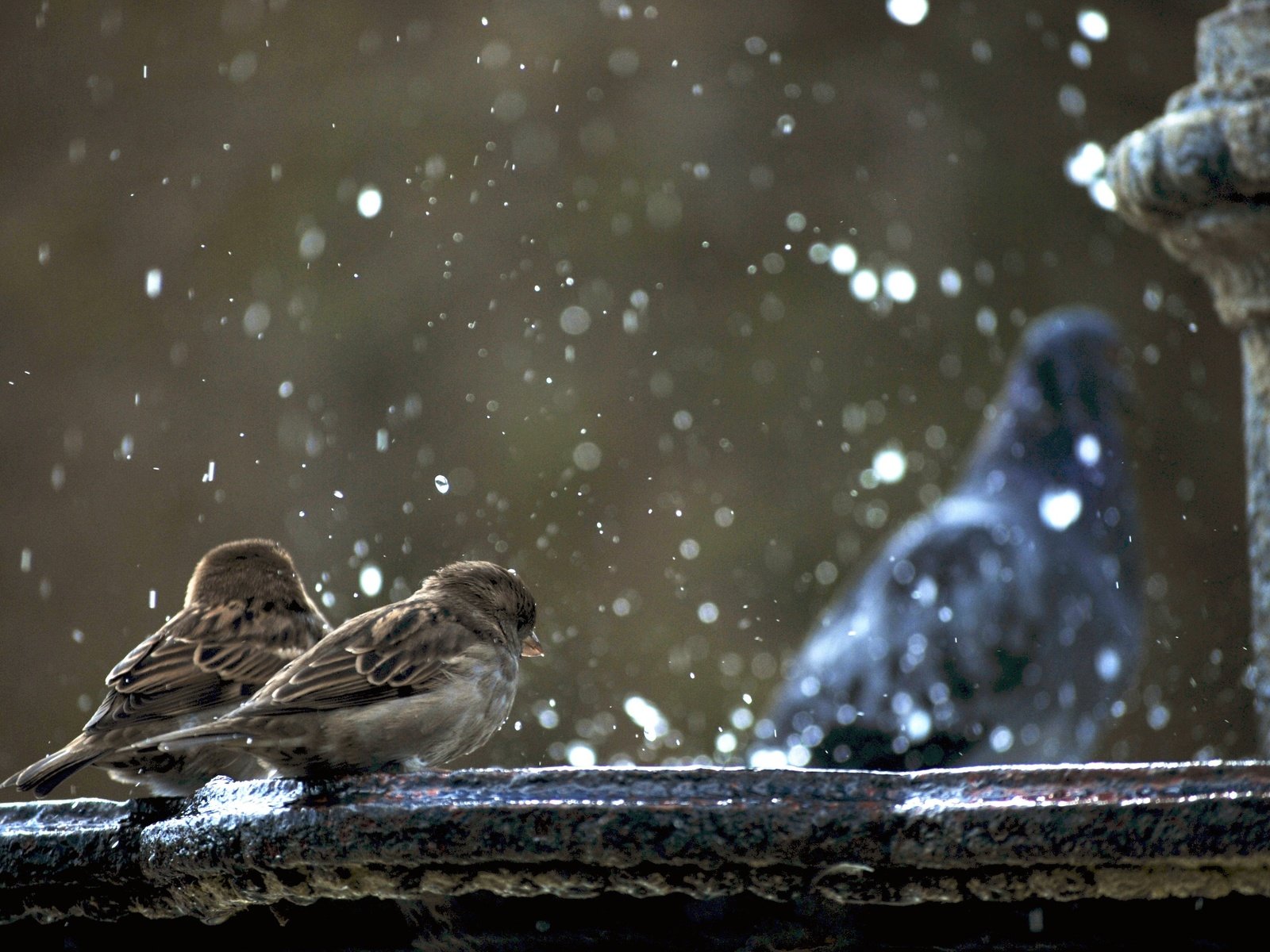 Обои фонтан, птицы, воробей, голубь, воробьи, гуля не в фокусе, fountain, birds, sparrow, dove, sparrows, ghoul is not in focus разрешение 3872x2592 Загрузить