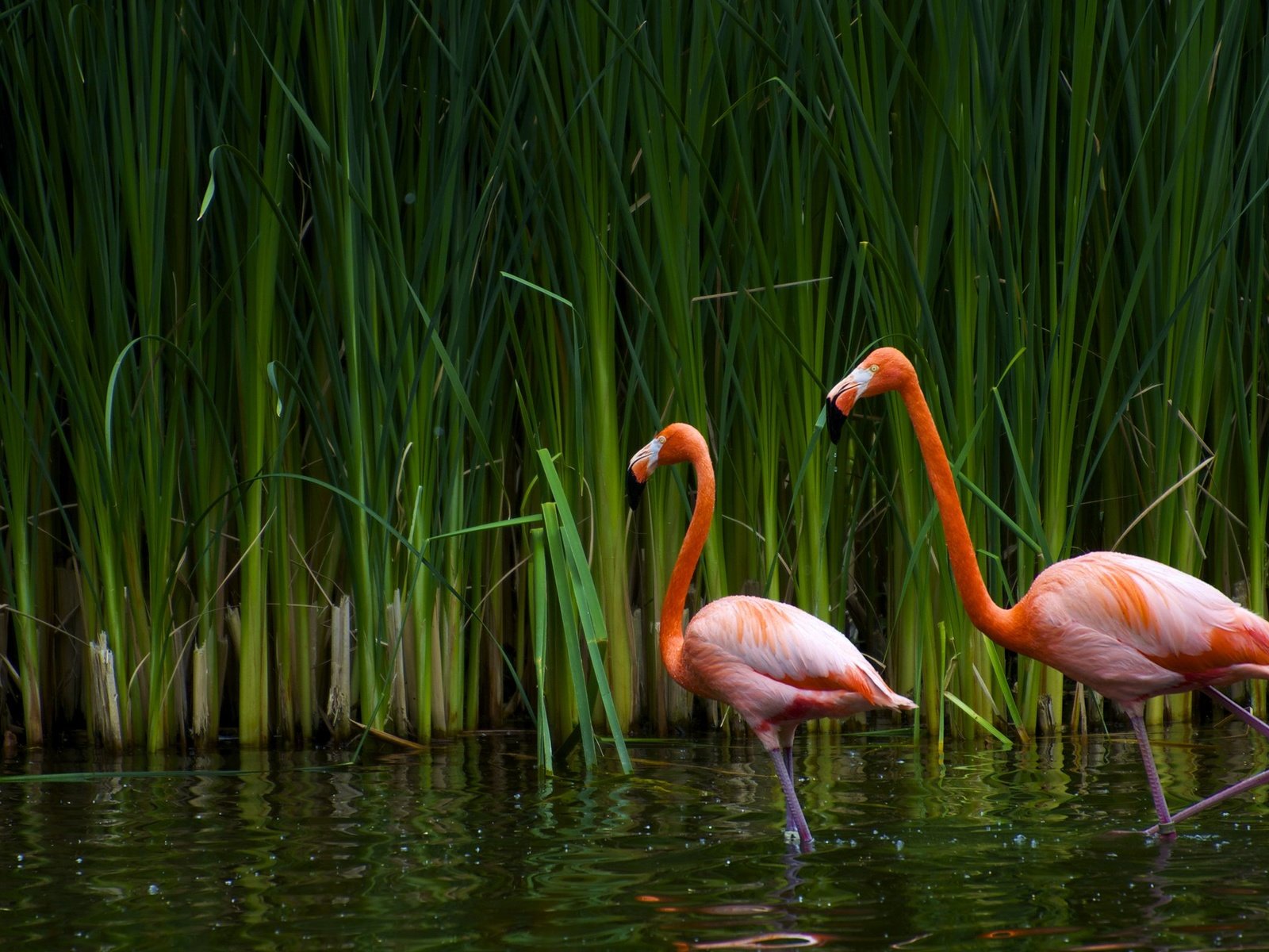 Обои озеро, фламинго, птицы, калифорния, тростник, sacramento zoo, lake, flamingo, birds, ca, cane разрешение 2560x1600 Загрузить