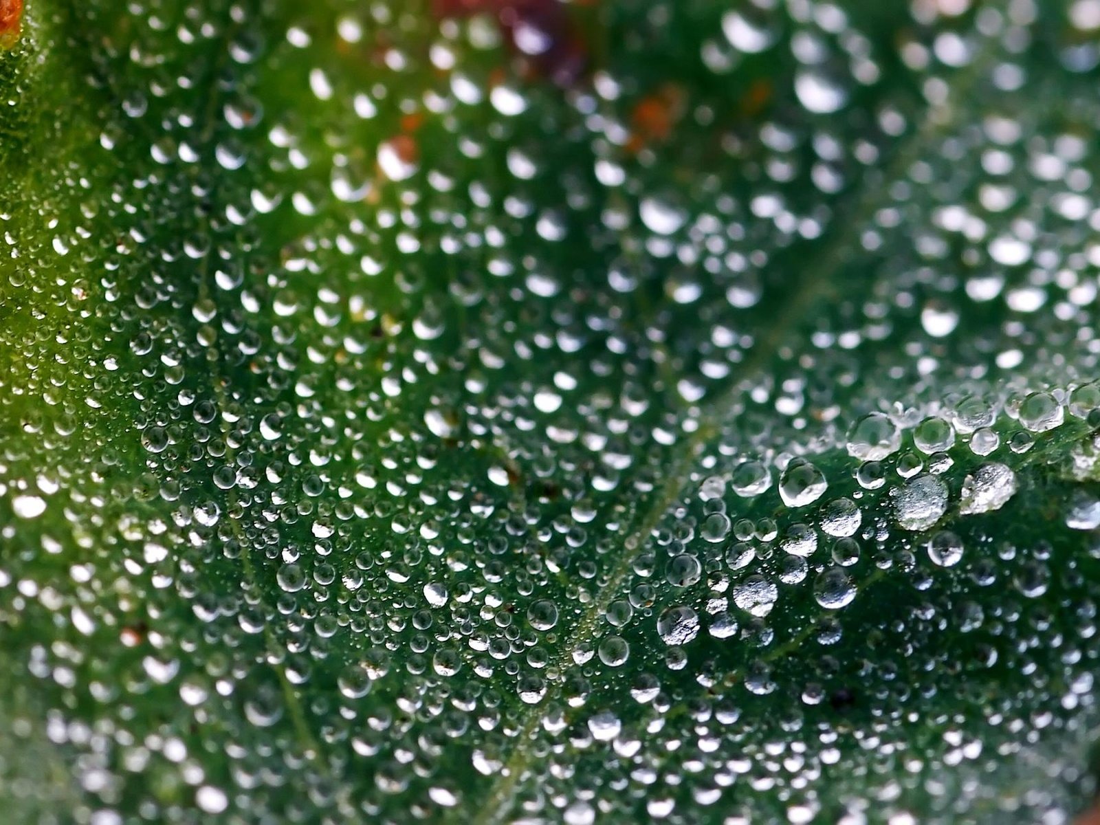 Обои зелёный, макро, роса, капли, лист, green, macro, rosa, drops, sheet разрешение 2048x1280 Загрузить