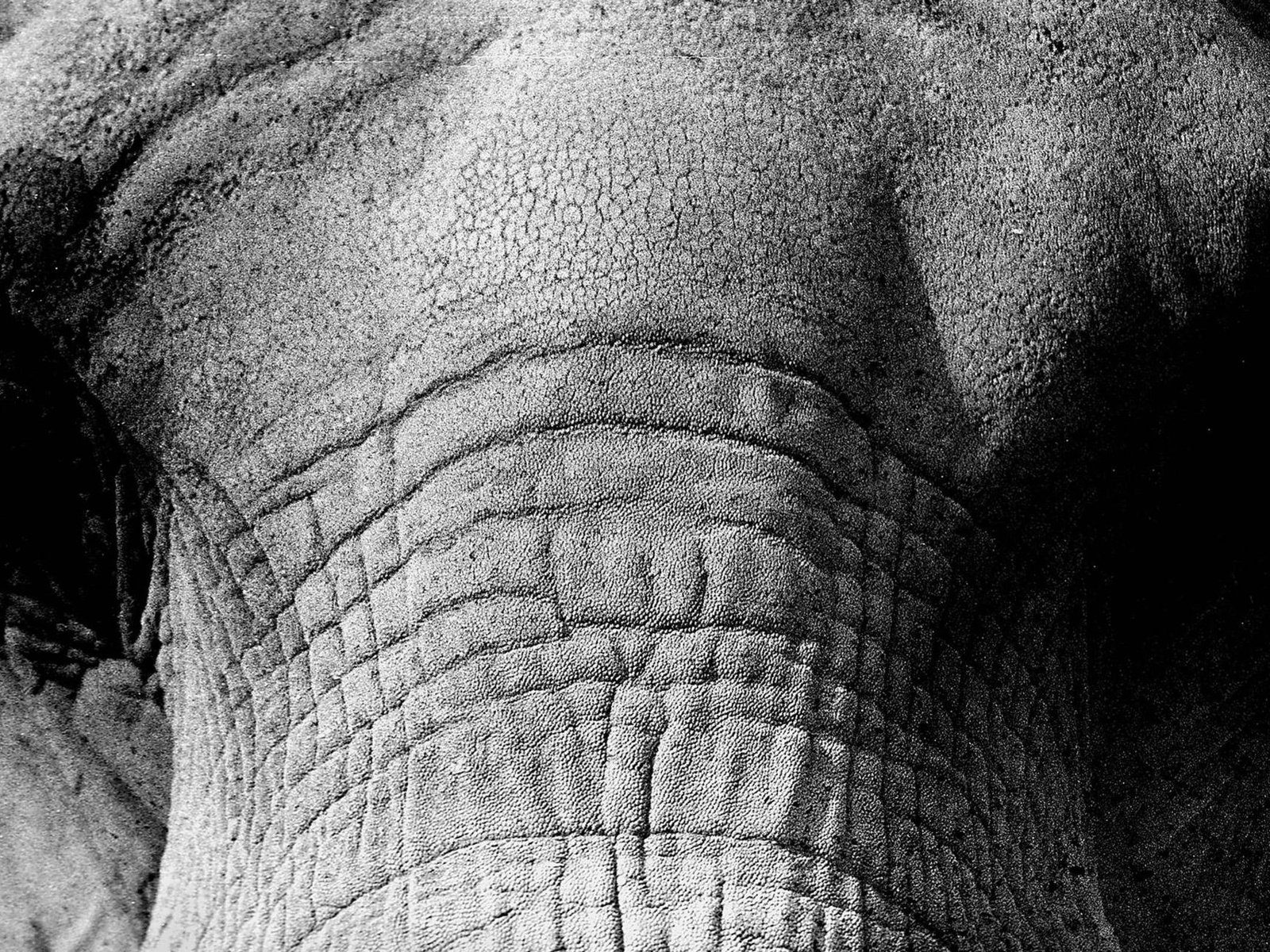 Обои слон, чёрно-белое, крупным планом, elephant, black and white, closeup разрешение 2048x1280 Загрузить