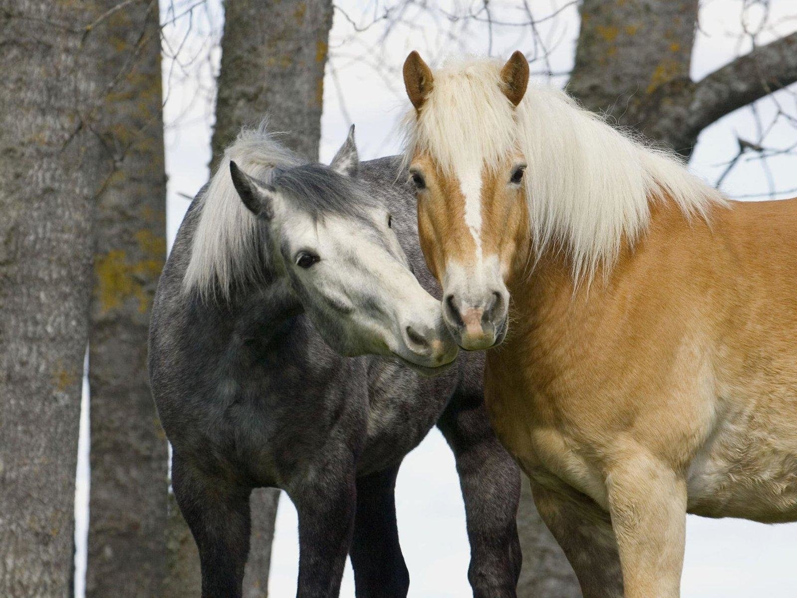 Обои лошади, нежность, две, horse, tenderness, two разрешение 1920x1200 Загрузить