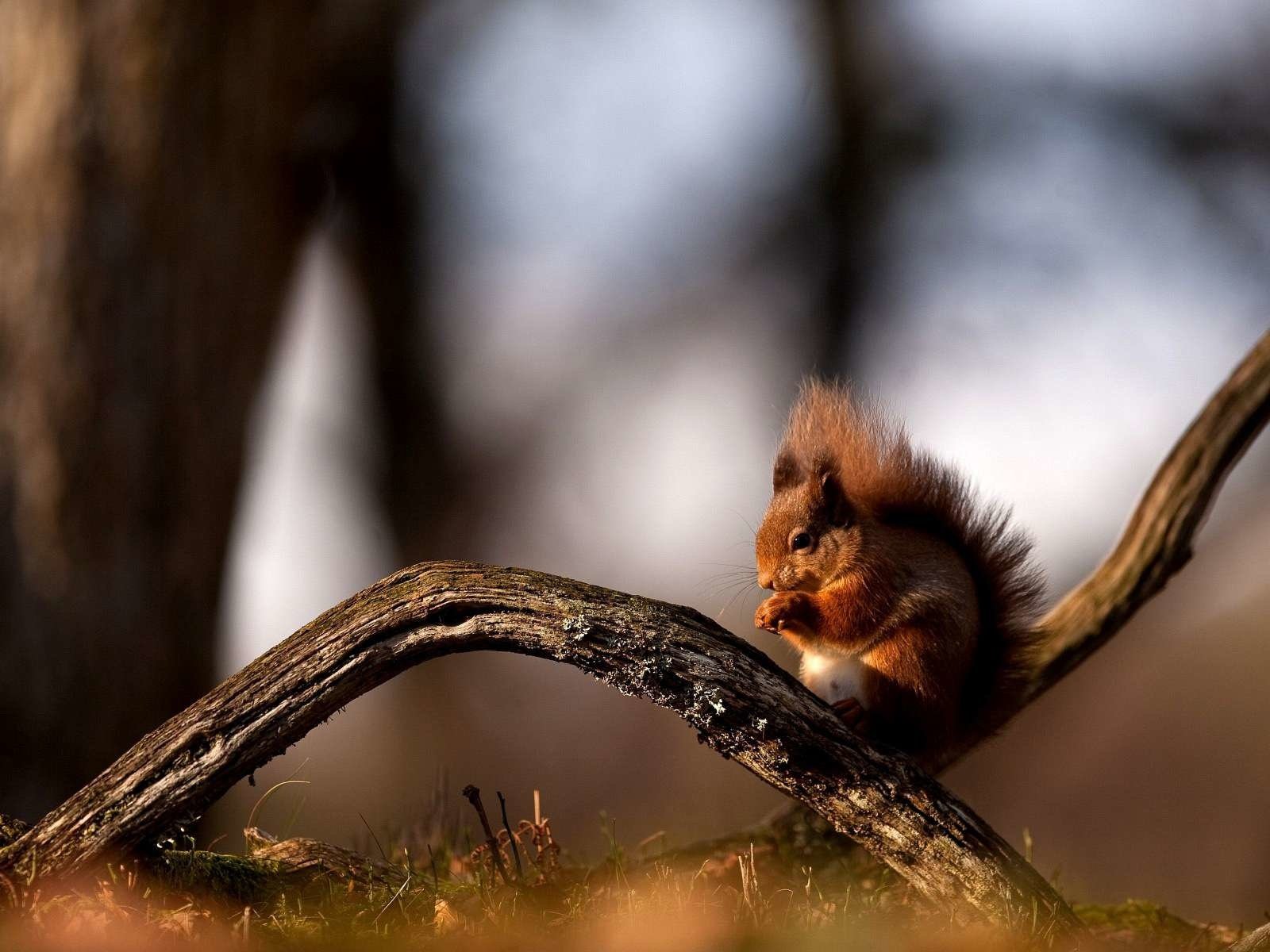 Обои ветка, лес, рыжая, сидит, ствол, белка, белочка, branch, forest, red, sitting, trunk, protein, squirrel разрешение 1920x1200 Загрузить