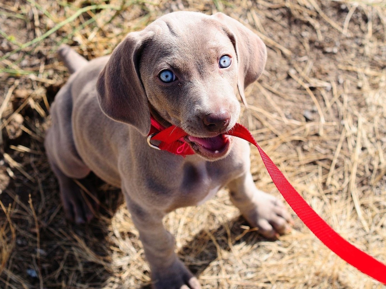 Обои собака, щенок, поводок, веймаранер, голубые глазки, dog, puppy, leash, the weimaraner, blue eyes разрешение 1920x1200 Загрузить