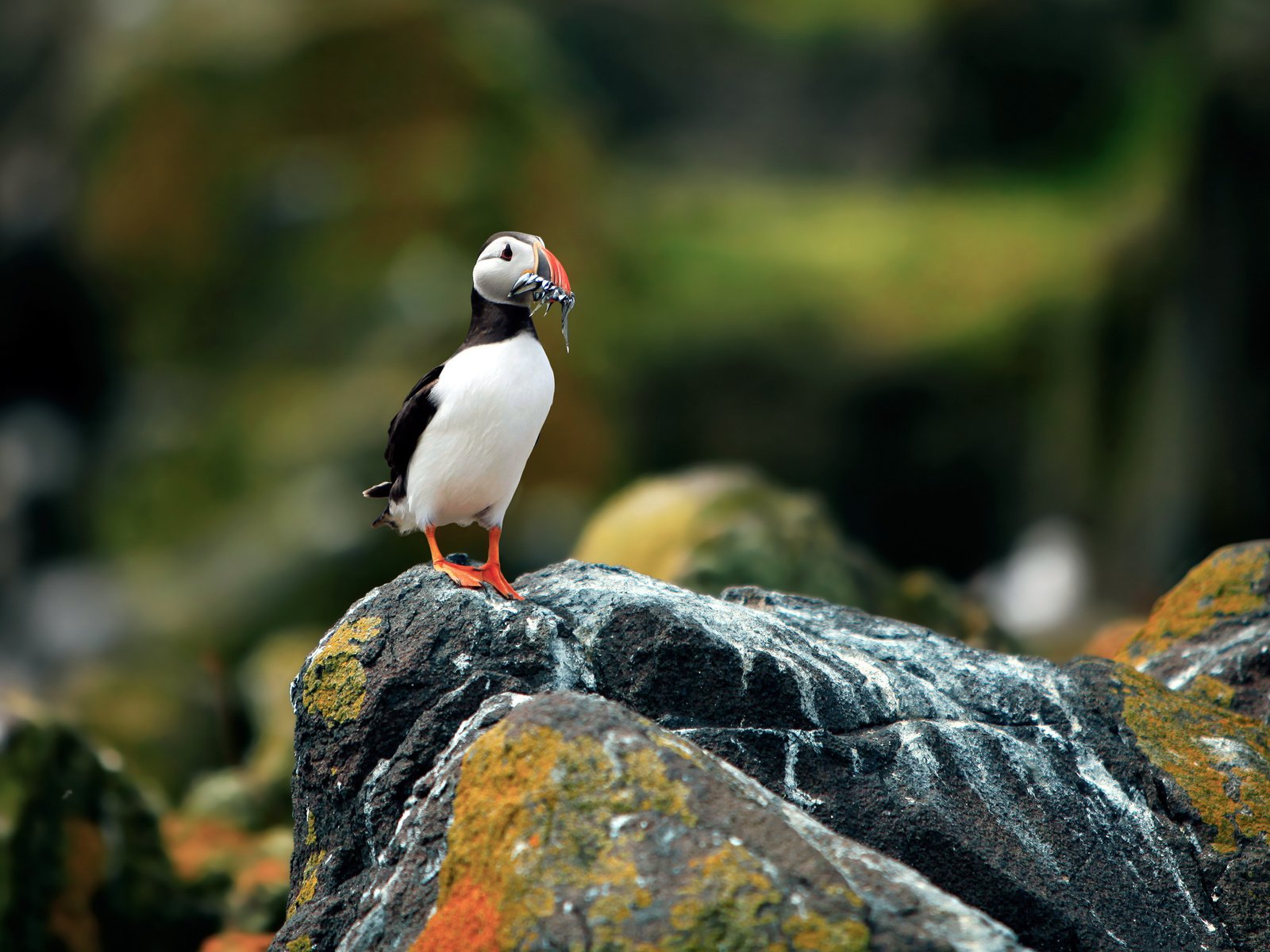 Обои фон, размытость, камень, птица, тупик, атлантический тупик, background, blur, stone, bird, stalled, atlantic puffin разрешение 2560x1600 Загрузить