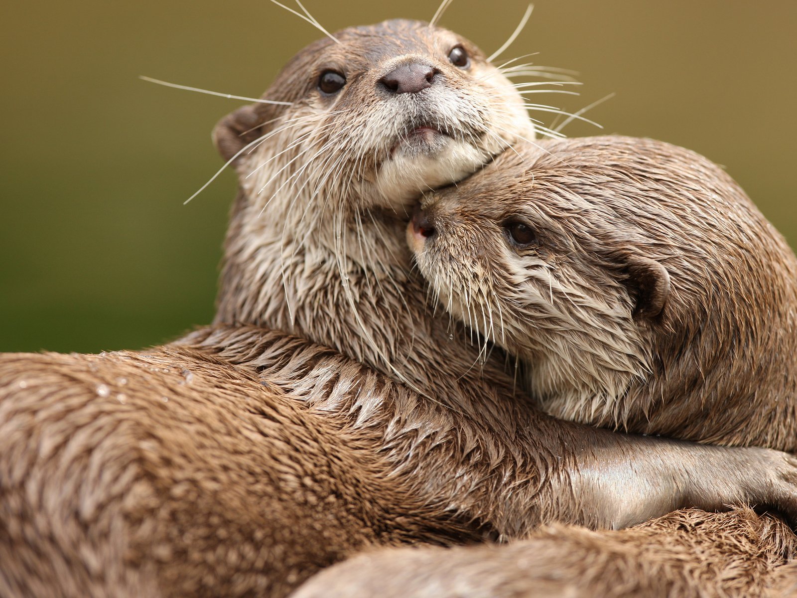 Обои животные, любовь, две, выдры, обнимаются, animals, love, two, otters, hug разрешение 2560x1600 Загрузить