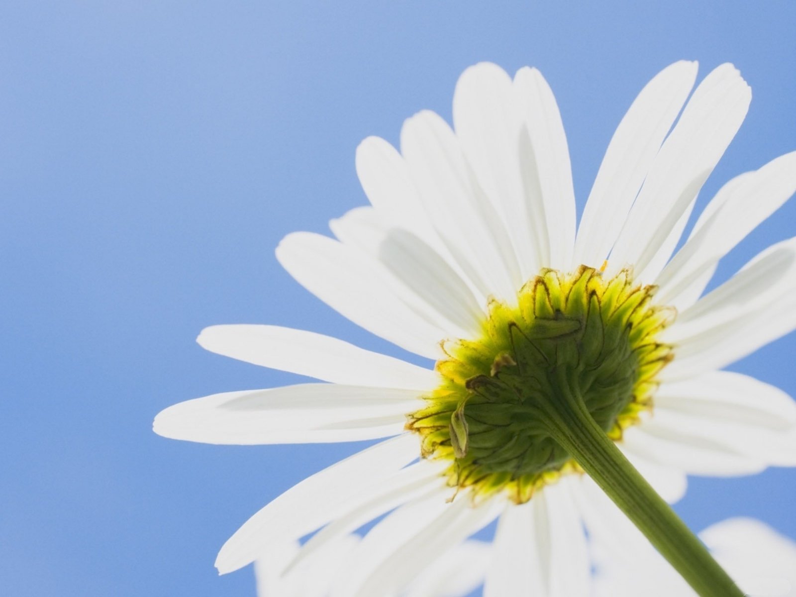 Обои небо, цветок, лепестки, ромашка, стебель, ромашка.небо, the sky, flower, petals, daisy, stem, daisy.the sky разрешение 1920x1440 Загрузить