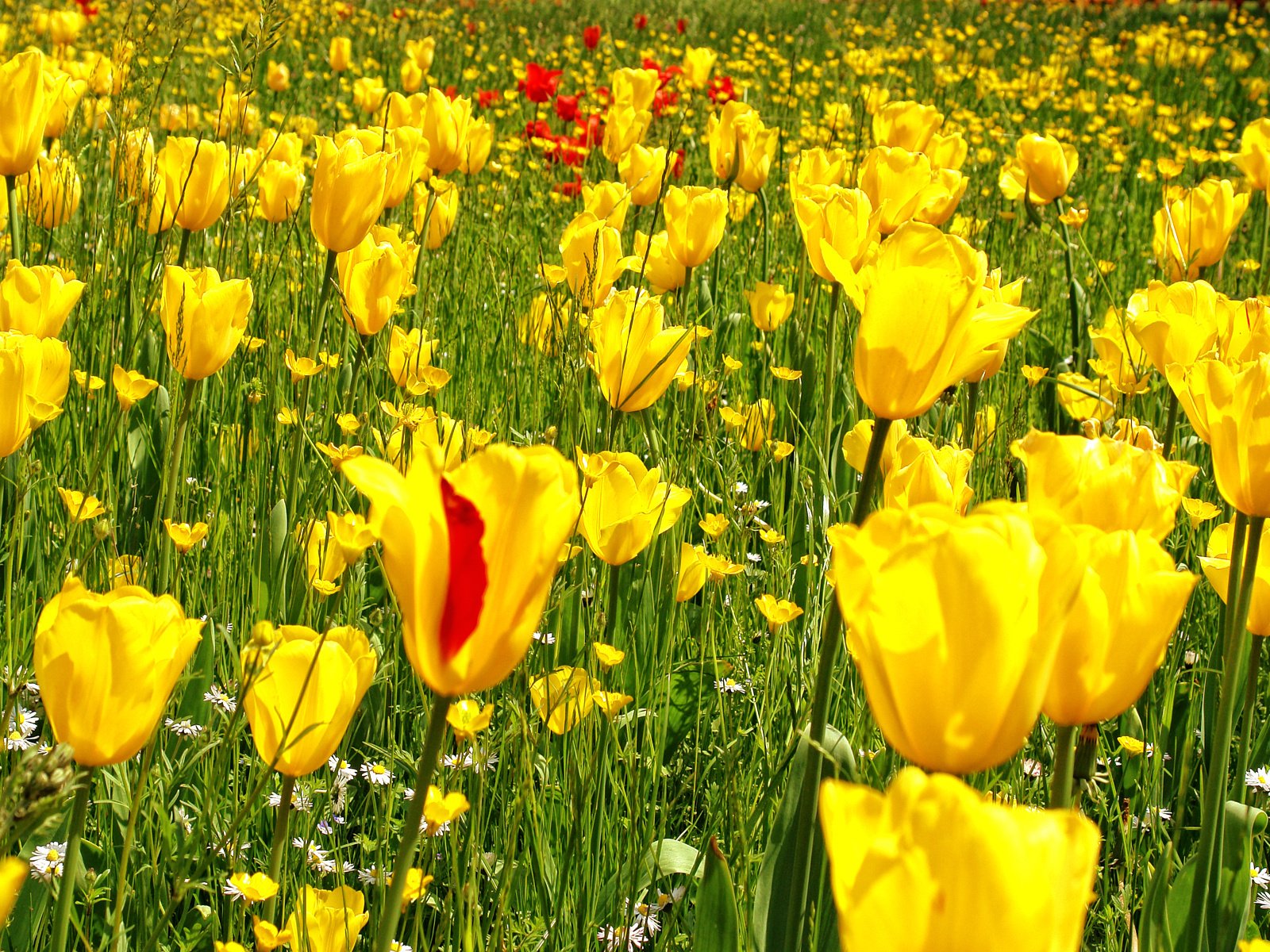 Обои цветы, трава, желтый, фото, поле, весна, тюльпаны, flowers, grass, yellow, photo, field, spring, tulips разрешение 1920x1200 Загрузить