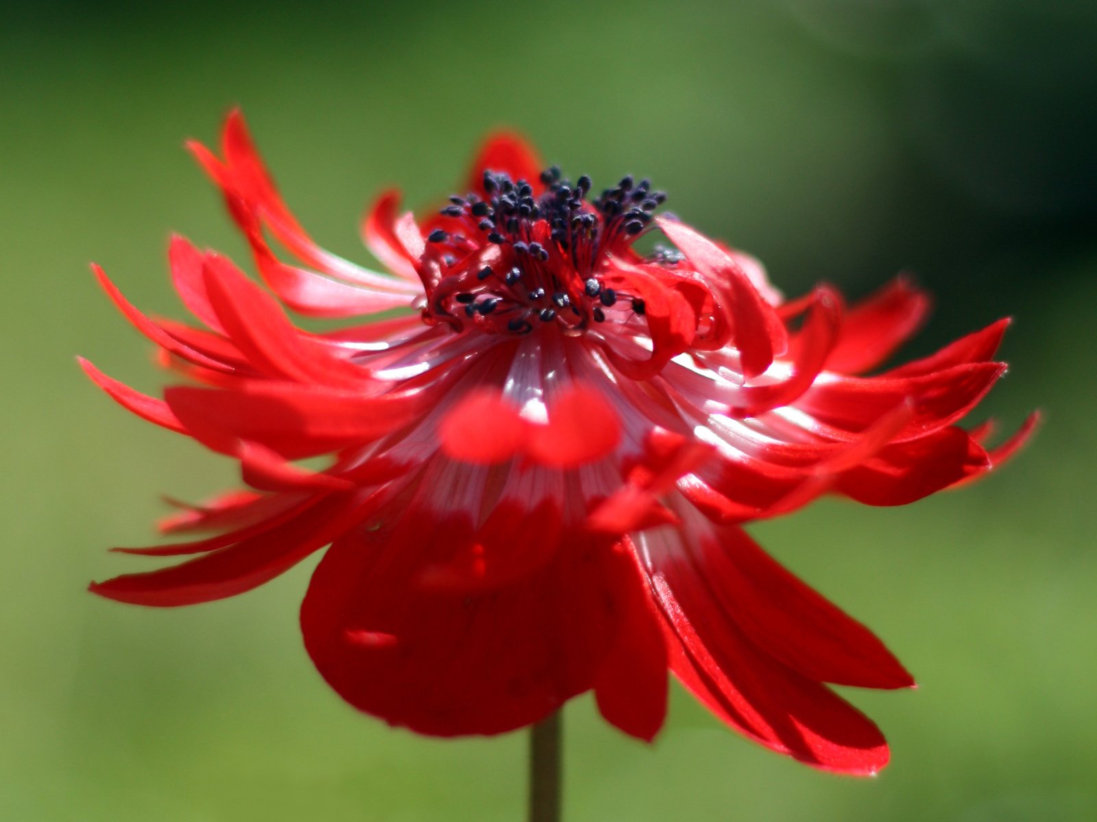 Обои цветок, лепестки, buton, centr, zerna, крупным планом, анемон, flower, petals, closeup, anemone разрешение 2396x1680 Загрузить