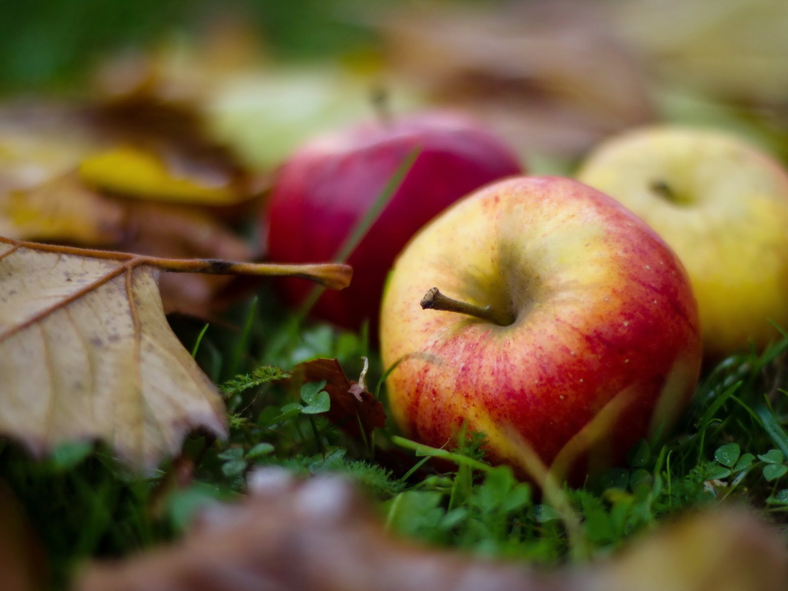 Обои листья, макро, фрукты, яблоки, осень, leaves, macro, fruit, apples, autumn разрешение 2560x1600 Загрузить