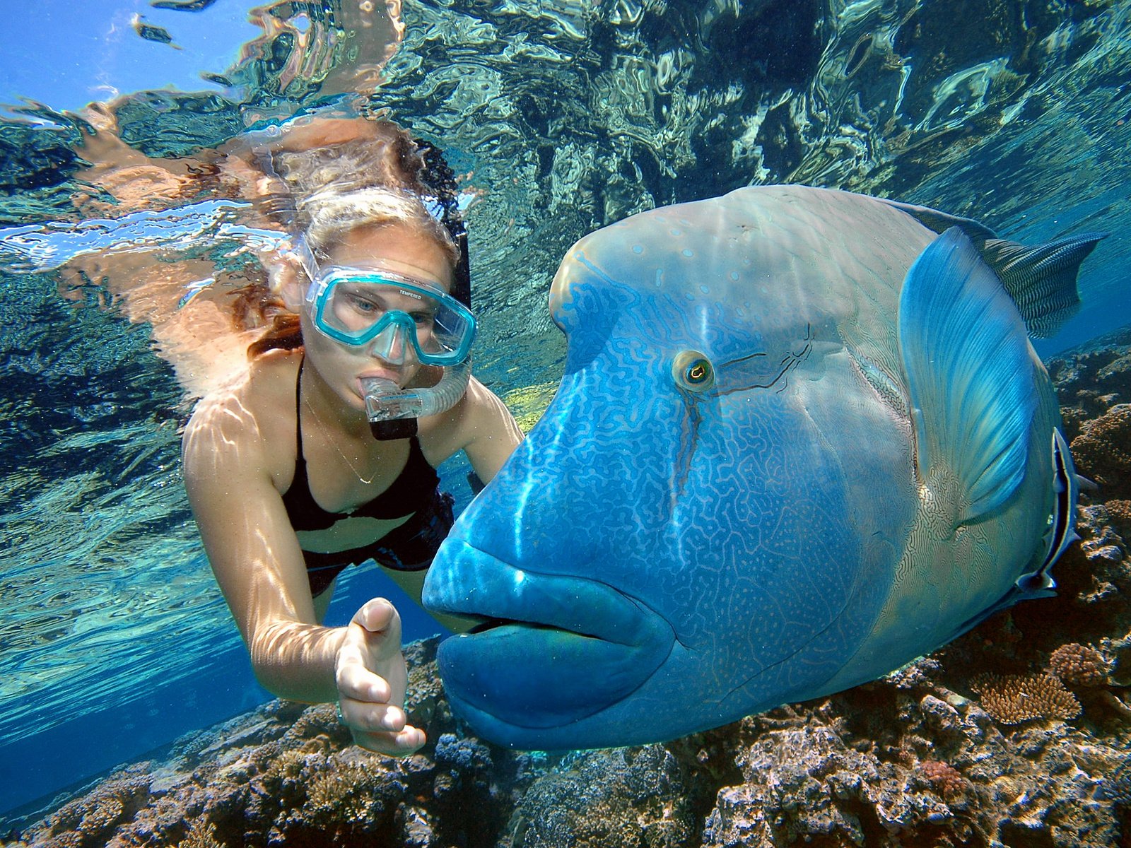 Обои рыбы, тропики, мальдивы, дайвинг, fish, tropics, the maldives, diving разрешение 2240x1488 Загрузить