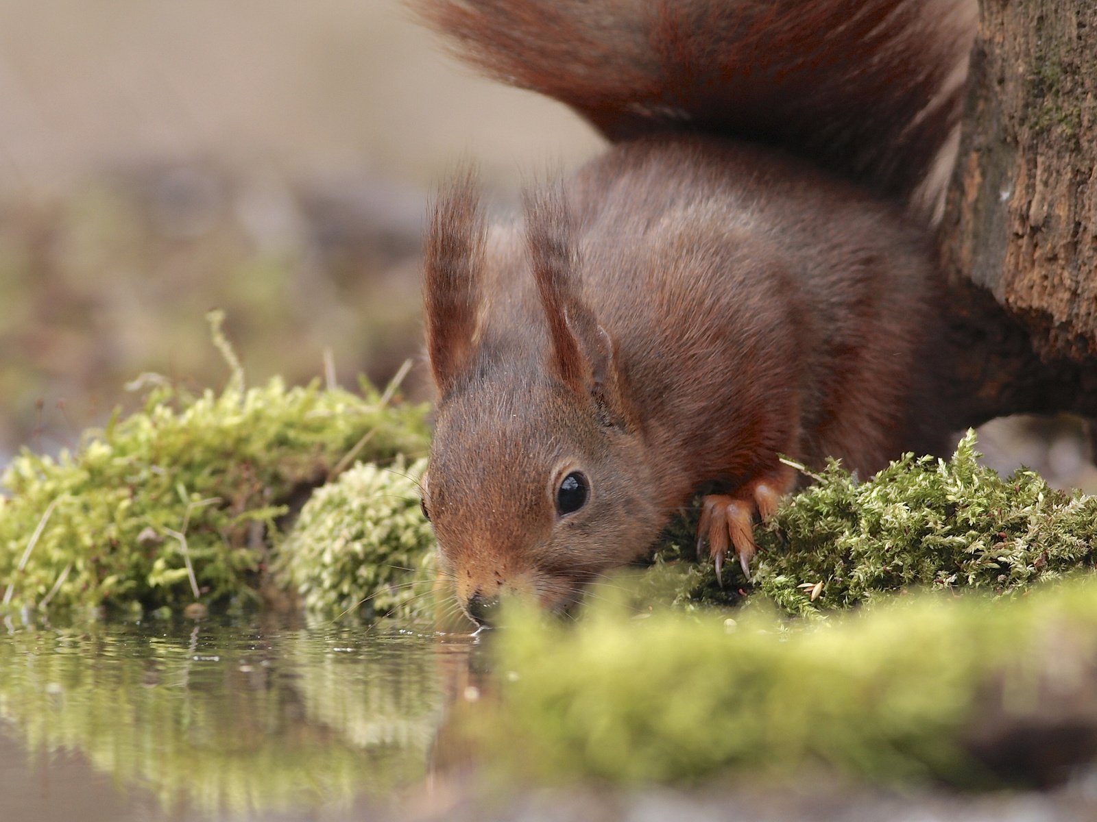 Обои вода, отражение, мох, животное, белка, водопой, грызун, water, reflection, moss, animal, protein, drink, rodent разрешение 2048x1384 Загрузить