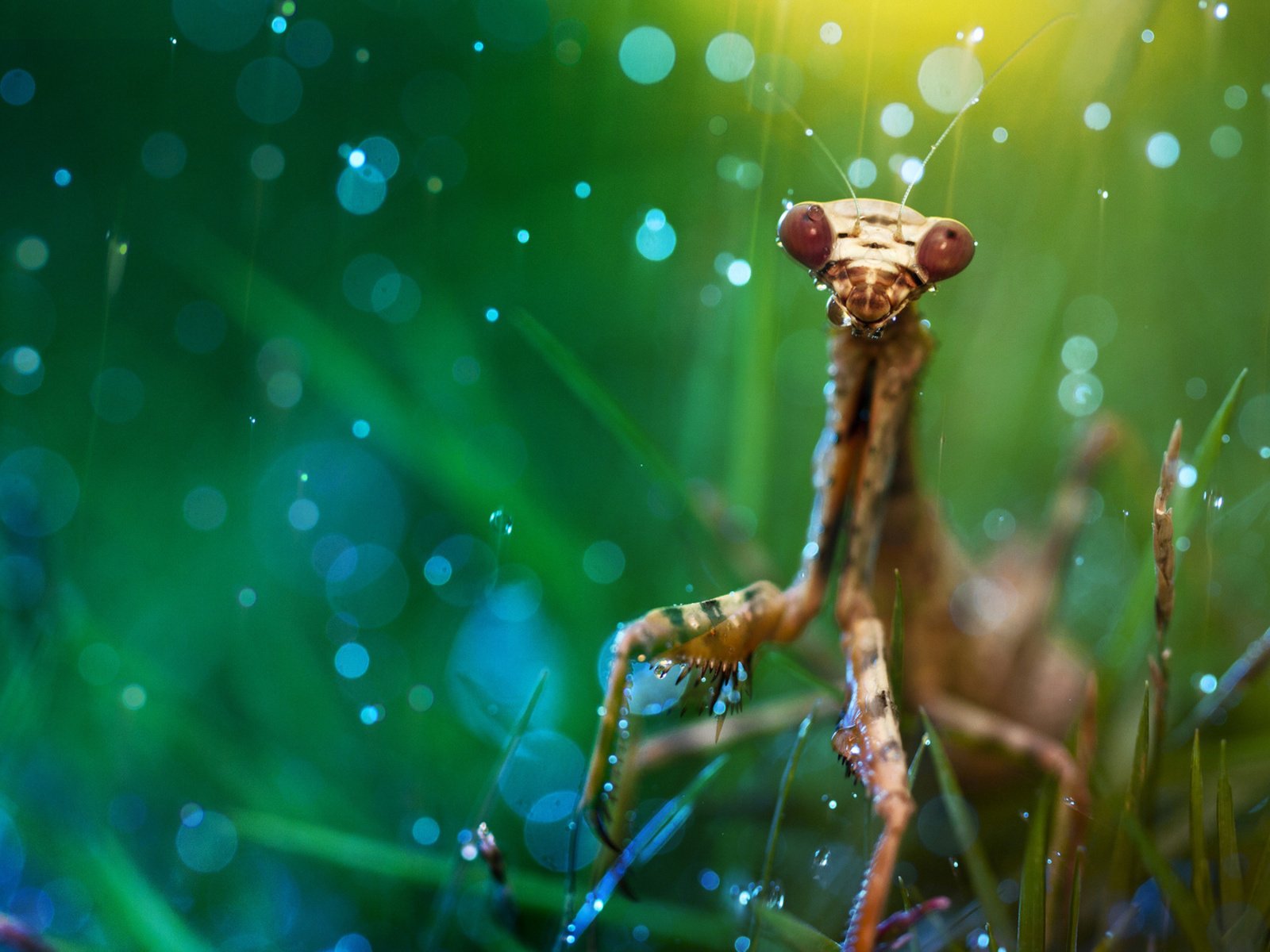 Обои трава, макро, насекомое, дождь, богомол, боке, grass, macro, insect, rain, mantis, bokeh разрешение 1920x1200 Загрузить