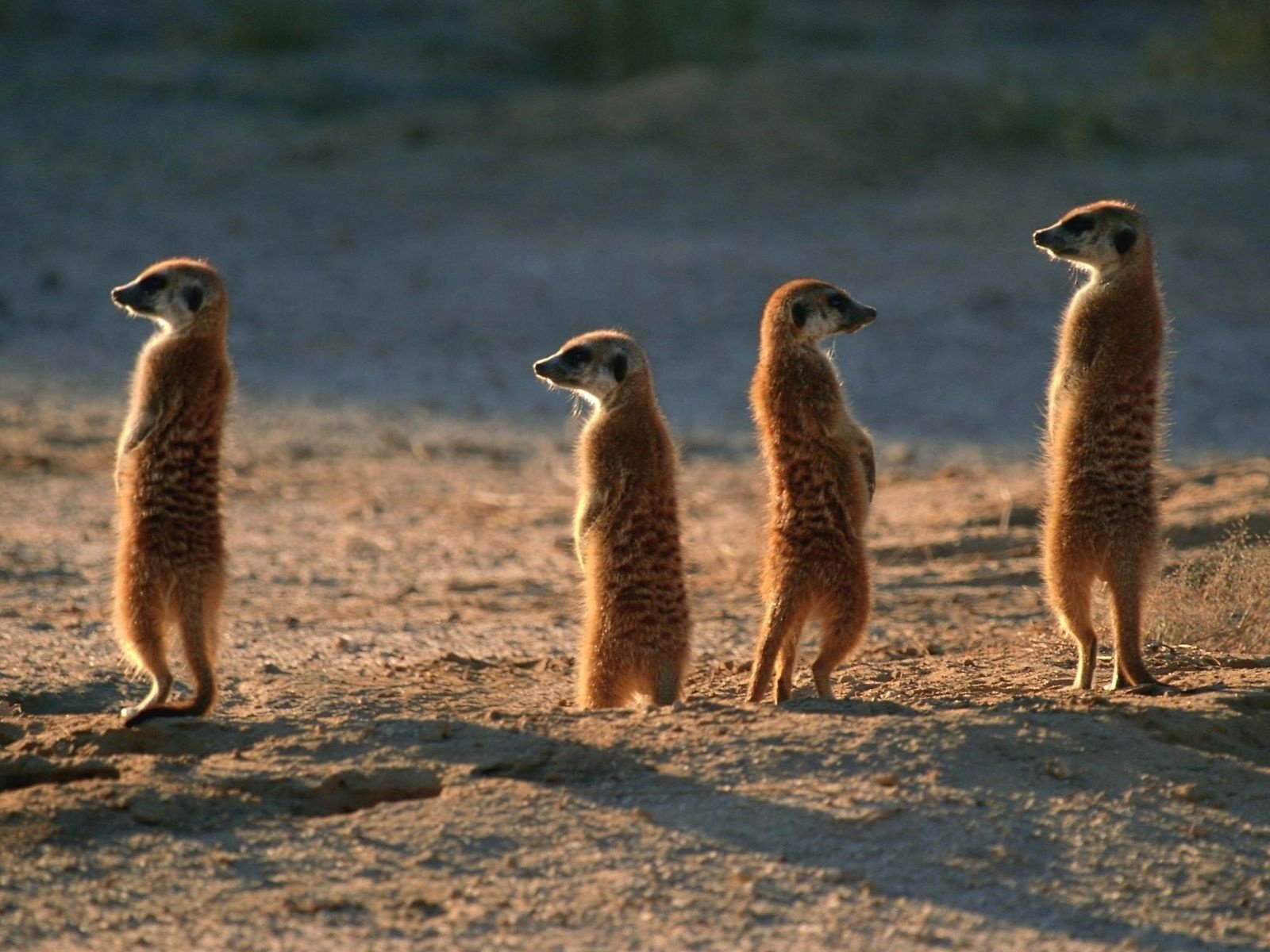 Обои животные, пустыня, сурикаты, семейка, караул, animals, desert, meerkats, family, guard разрешение 1920x1200 Загрузить