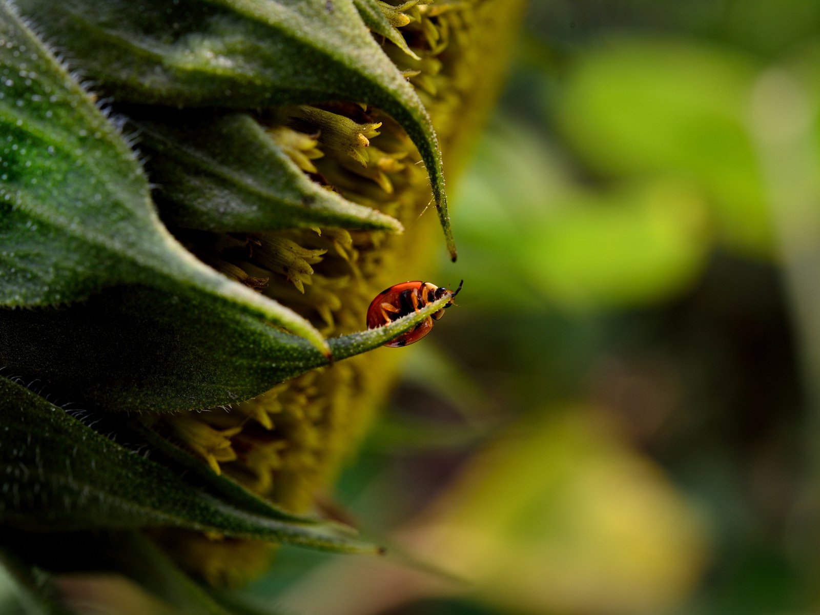 Обои макро, насекомое, цветок, подсолнух, божья коровка, macro, insect, flower, sunflower, ladybug разрешение 2048x1367 Загрузить