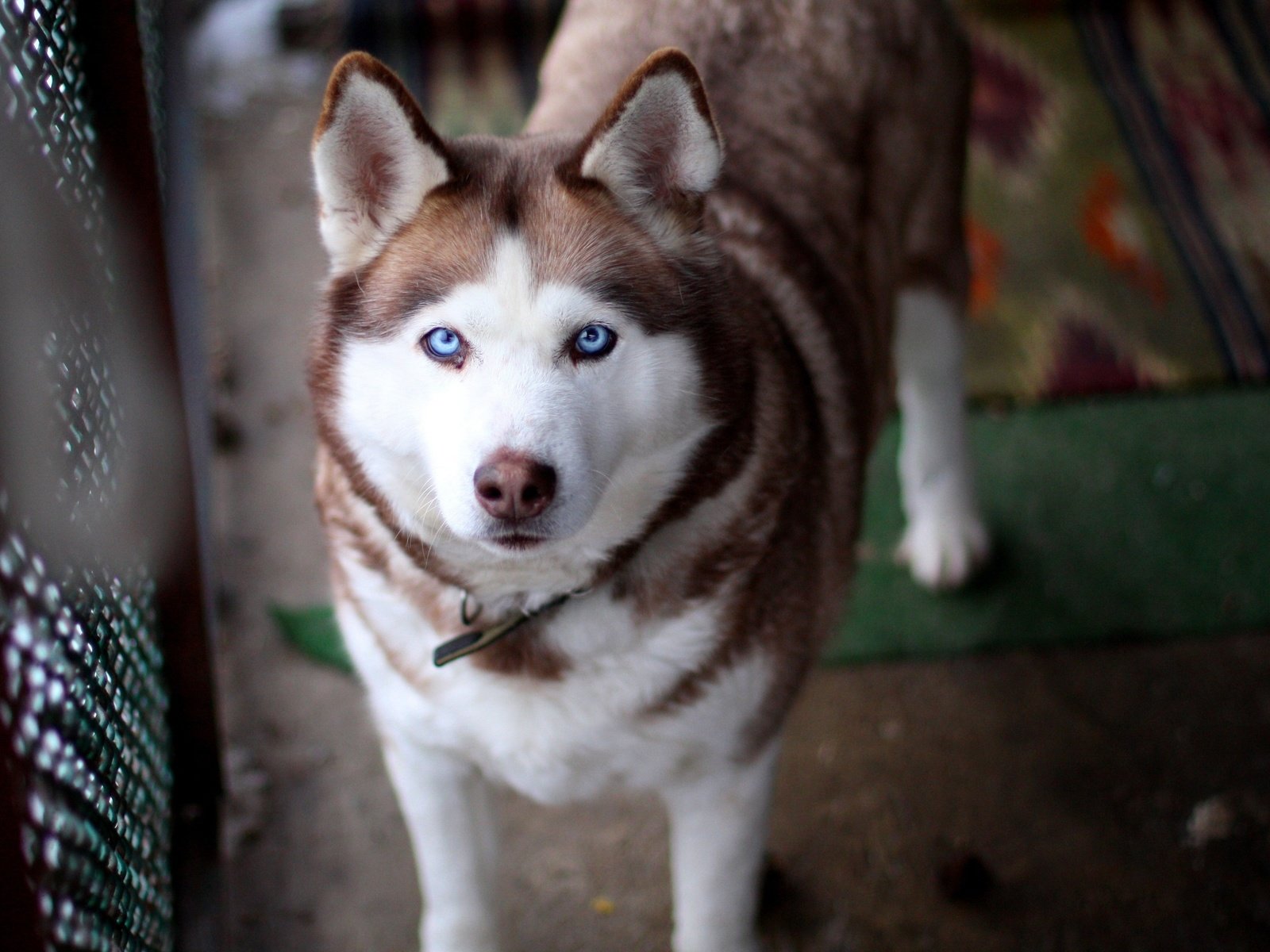 Обои глаза, взгляд, собака, хаски, уши, eyes, look, dog, husky, ears разрешение 2560x1600 Загрузить