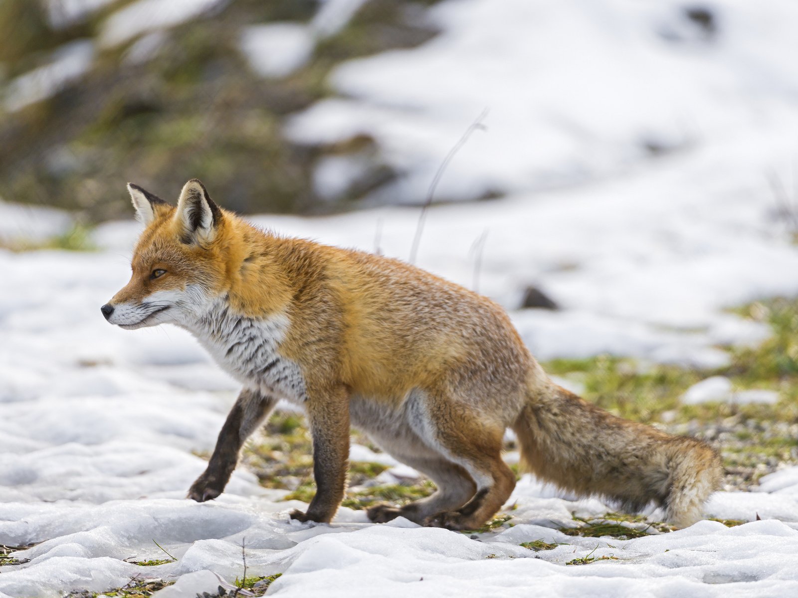 Обои снег, зима, лиса, прогулка, ветер, охота, snow, winter, fox, walk, the wind, hunting разрешение 2048x1363 Загрузить