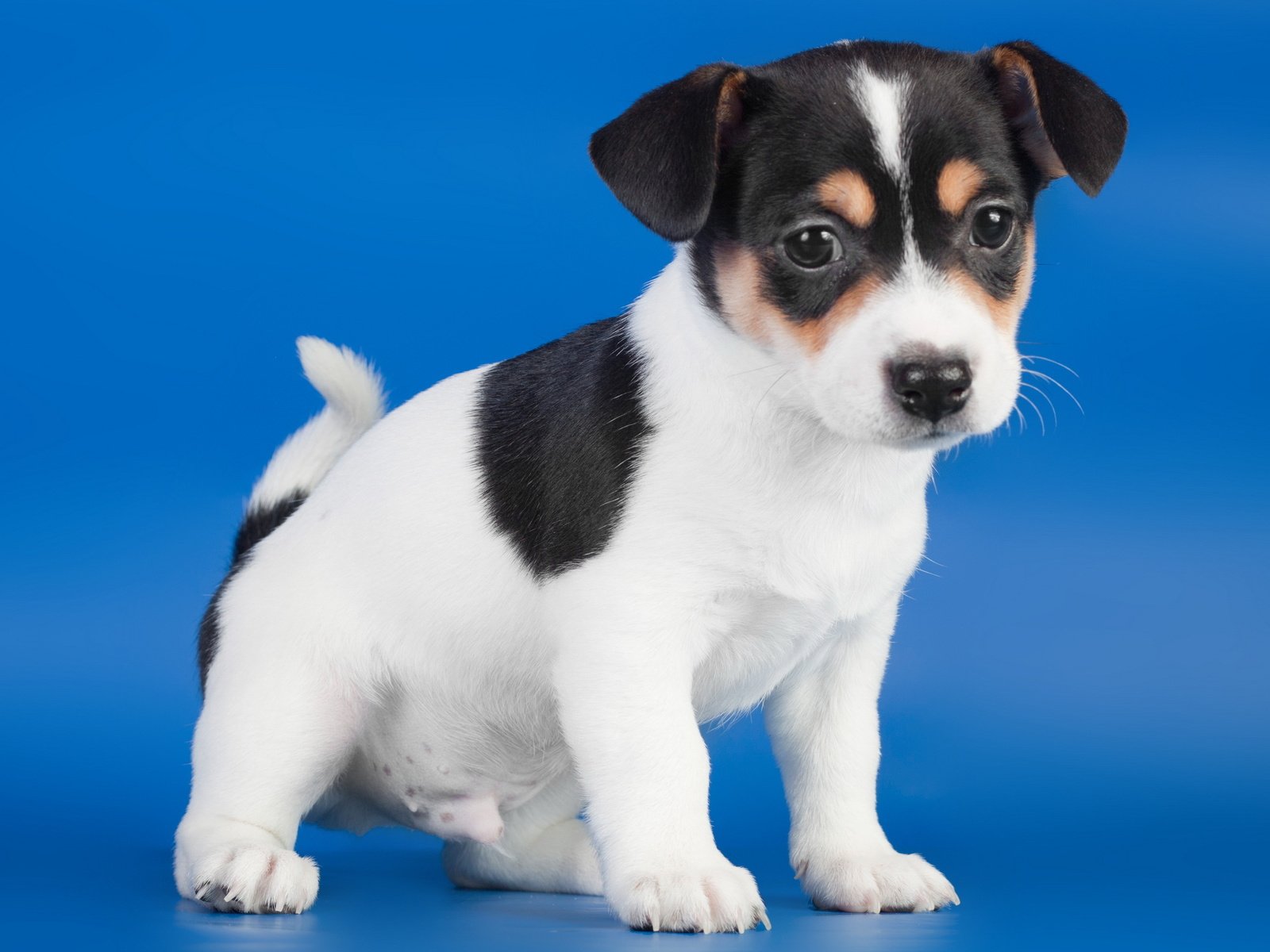 Обои собака, щенок, синий фон, джек-рассел-терьера, dog, puppy, blue background, jack russell terrier разрешение 2560x1600 Загрузить