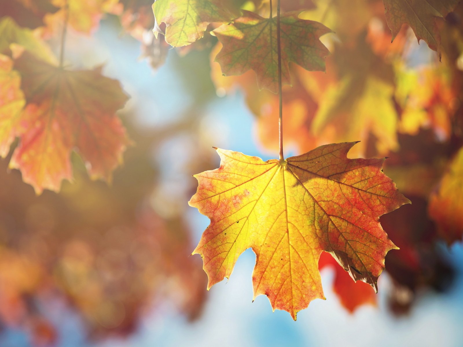 Обои дерево, листья, макро, ветки, листва, осень, клен, tree, leaves, macro, branches, foliage, autumn, maple разрешение 2560x1600 Загрузить