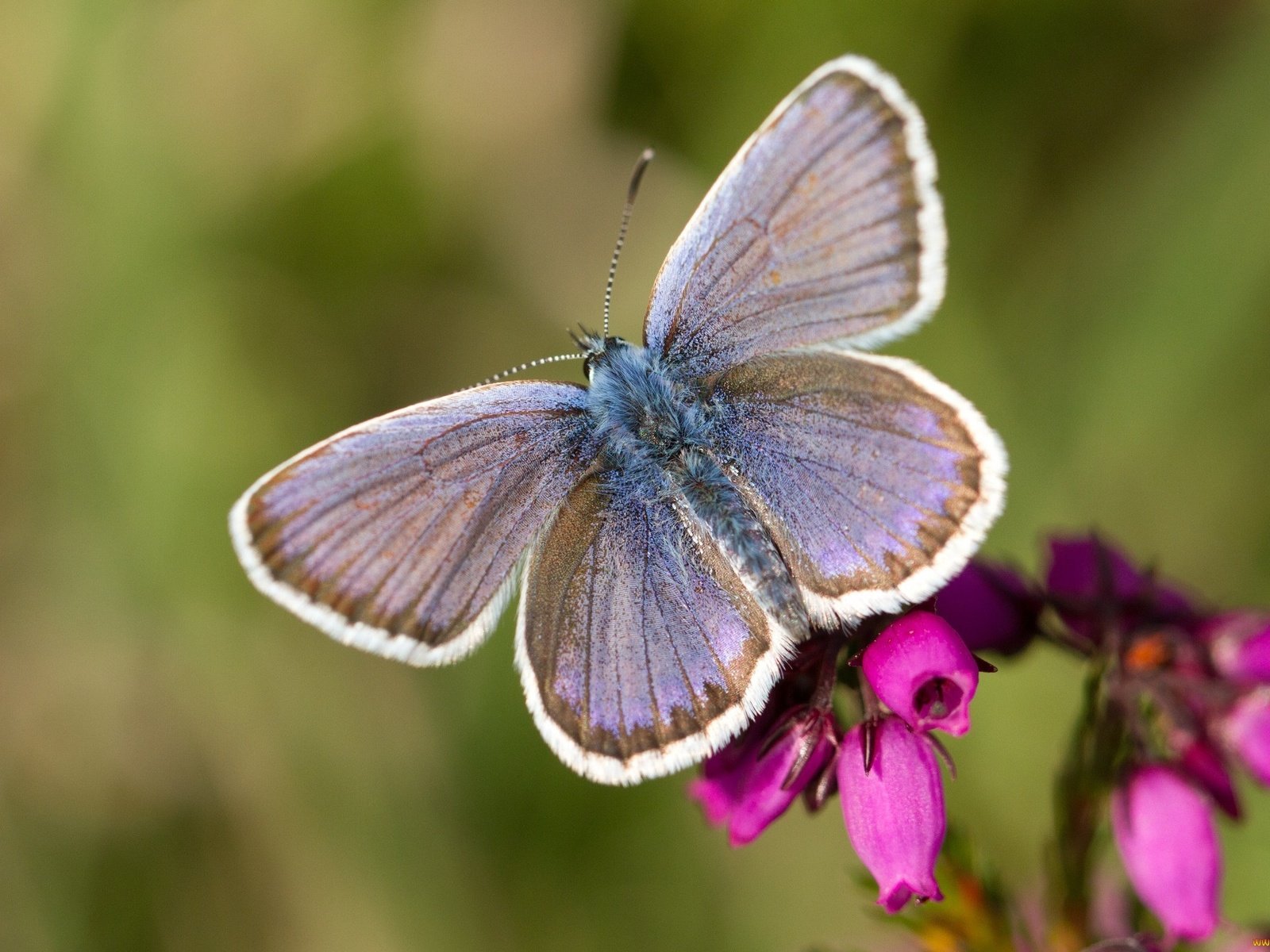 Обои цветы, макро, насекомое, бабочка, крылья, насекомые, flowers, macro, insect, butterfly, wings, insects разрешение 2048x1347 Загрузить