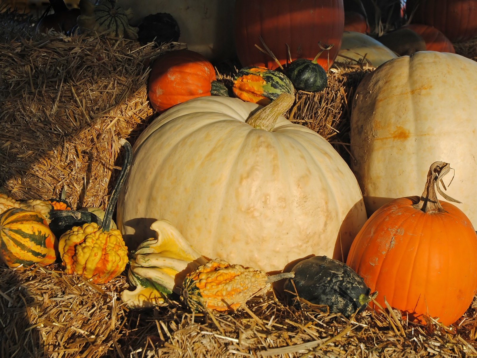 Обои урожай, овощи, солома, тыквы, тыква, harvest, vegetables, straw, pumpkin разрешение 2250x1506 Загрузить