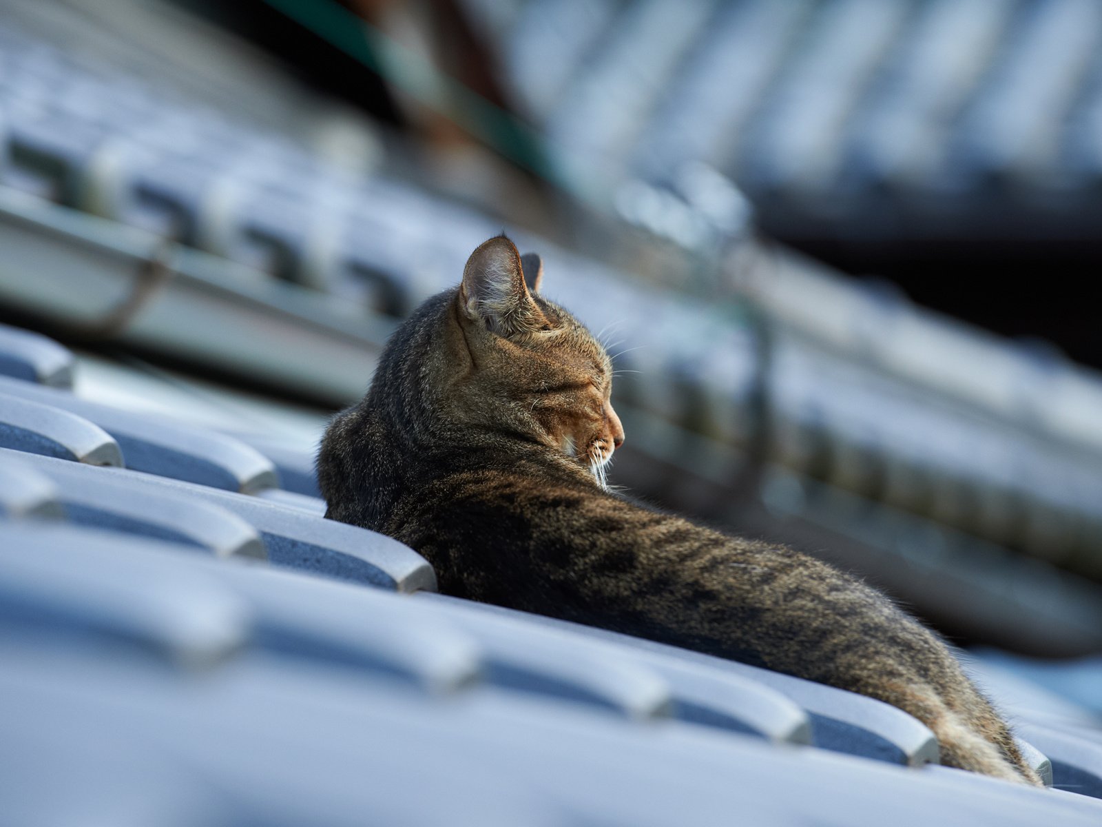 Обои кот, кошка, лежит, крыша, черепица, cat, lies, roof, tile разрешение 1920x1200 Загрузить