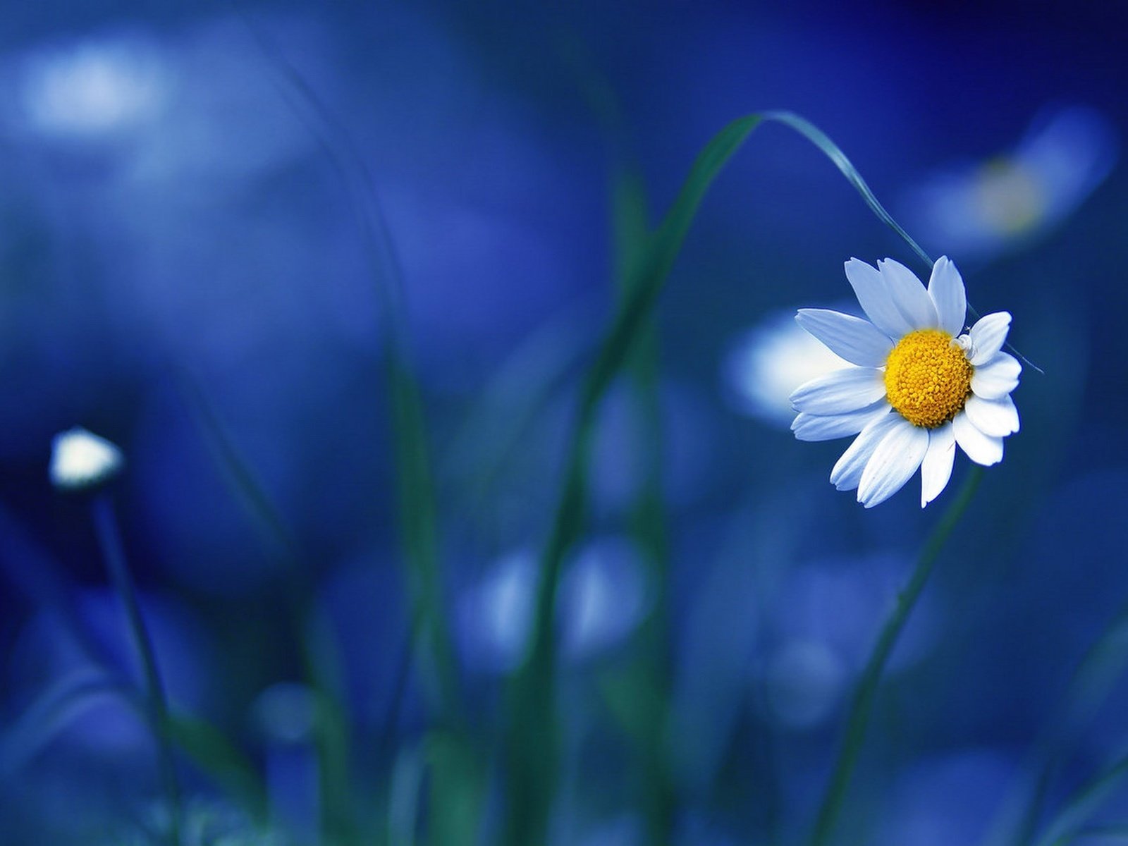 Обои макро, цветок, ромашка, ромашки, синий фон, macro, flower, daisy, chamomile, blue background разрешение 1920x1280 Загрузить