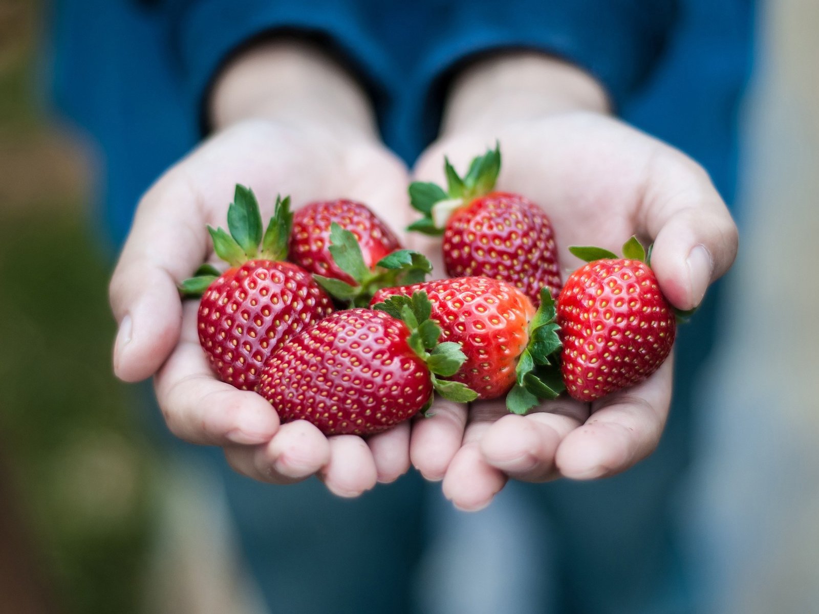 Обои красная, клубника, ягоды, руки, ладони, red, strawberry, berries, hands, palm разрешение 2048x1360 Загрузить