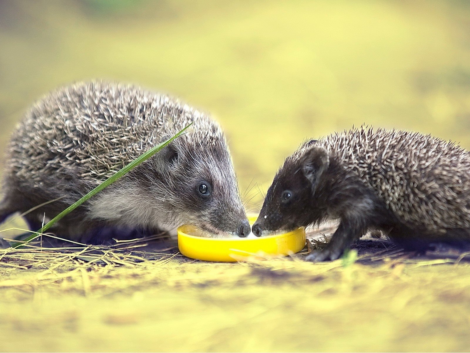 Обои природа, фон, ежики, семейство, пьют молоко, nature, background, hedgehogs, family, drink milk разрешение 1920x1200 Загрузить