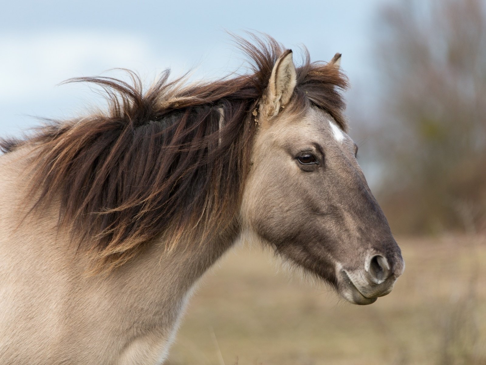 Обои морда, лошадь, профиль, ветер, конь, грива, face, horse, profile, the wind, mane разрешение 2048x1365 Загрузить